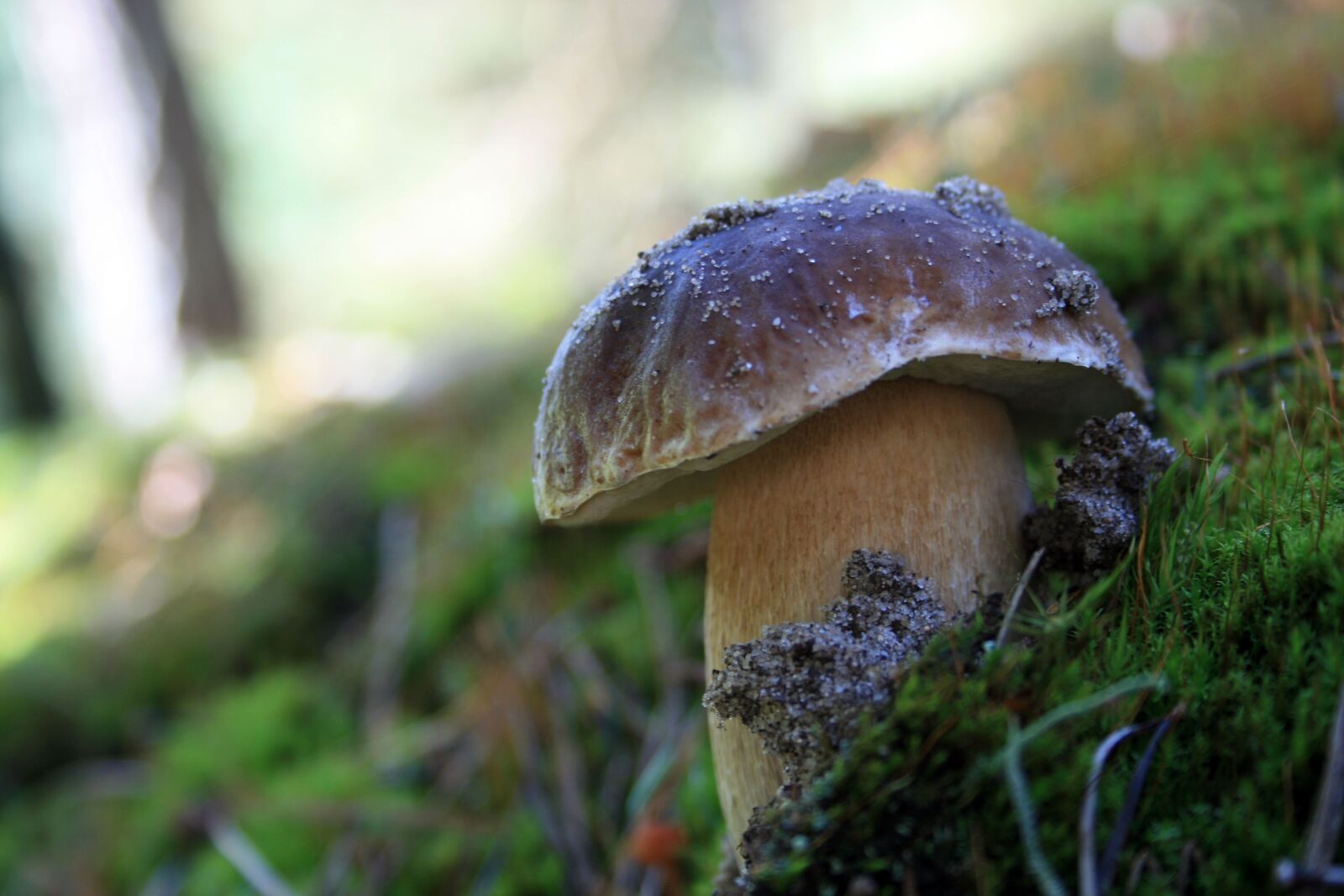 Canon EOS 400D (EOS Digital Rebel XTi / EOS Kiss Digital X) sample photo. Nature, forest, mushrooms photography