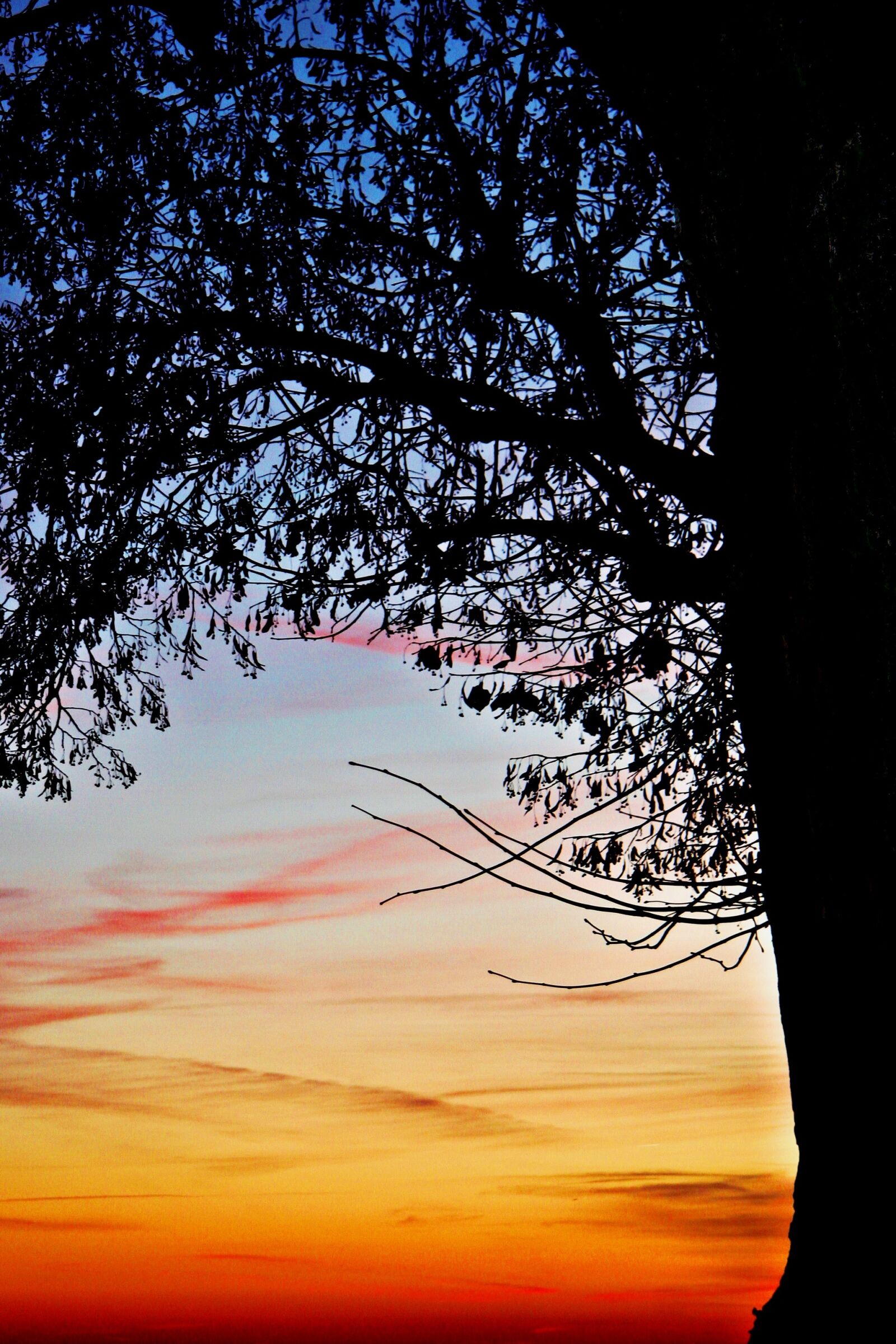 Canon EOS 20D sample photo. Sunset, tree, nature photography