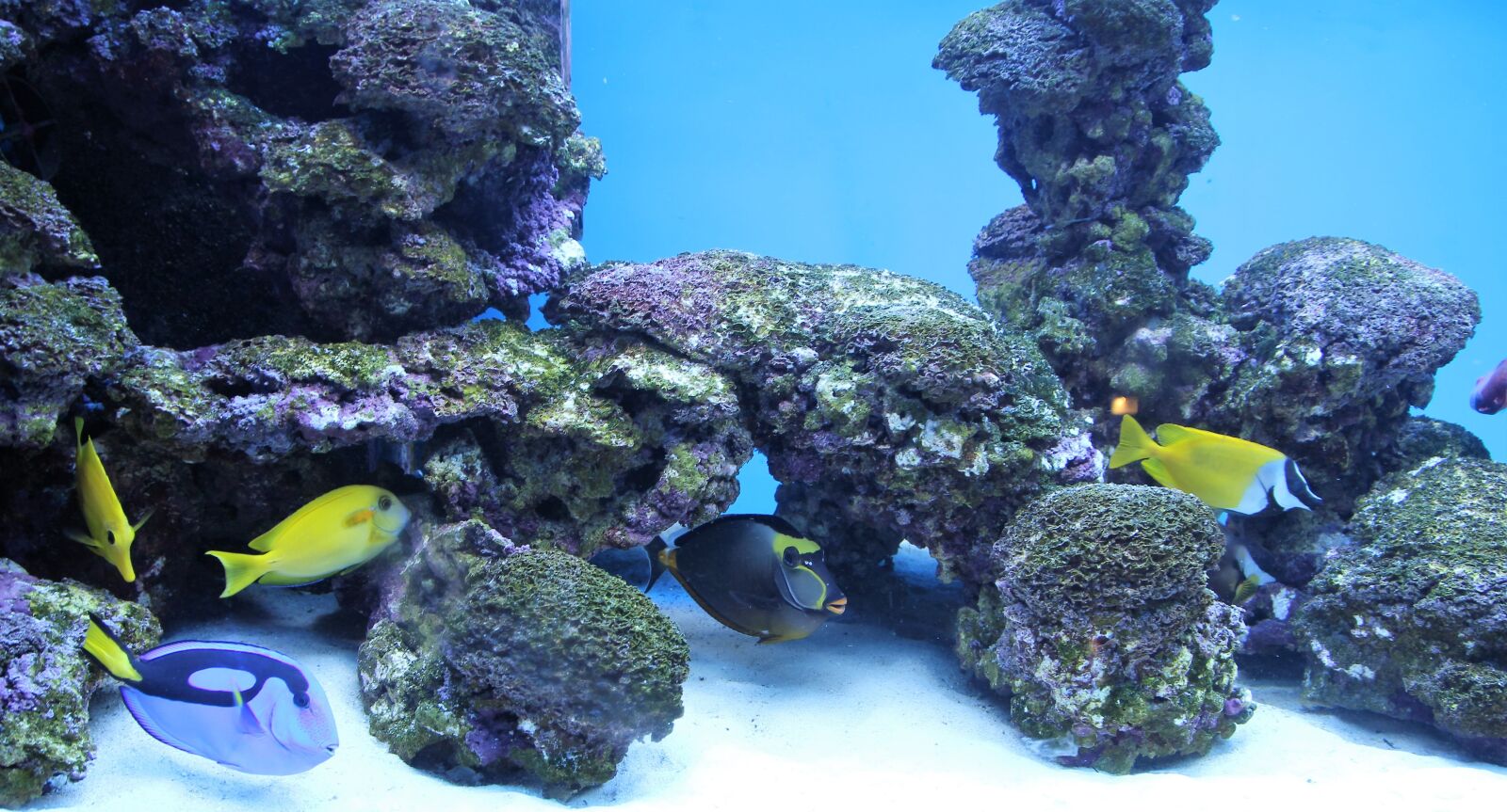 Canon EOS 600D (Rebel EOS T3i / EOS Kiss X5) sample photo. Aquarium, fish, deco photography