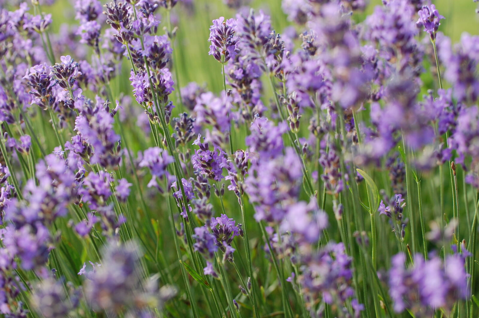 Nikon D40 sample photo. Flowers, garden, green, lavendel photography
