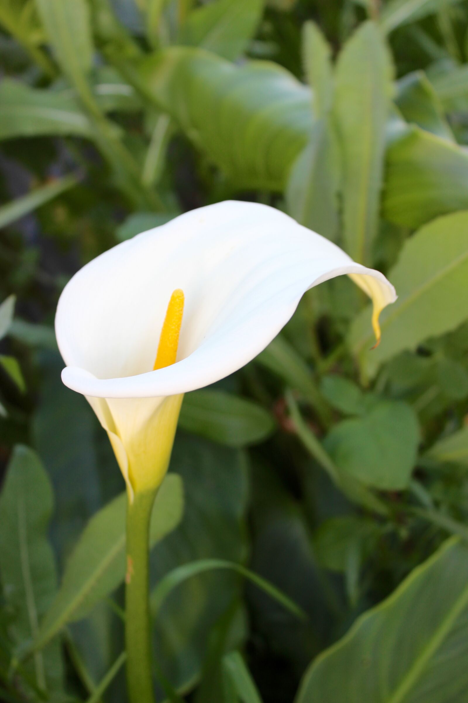 Canon EOS 600D (Rebel EOS T3i / EOS Kiss X5) sample photo. Lily, white lily, flower photography