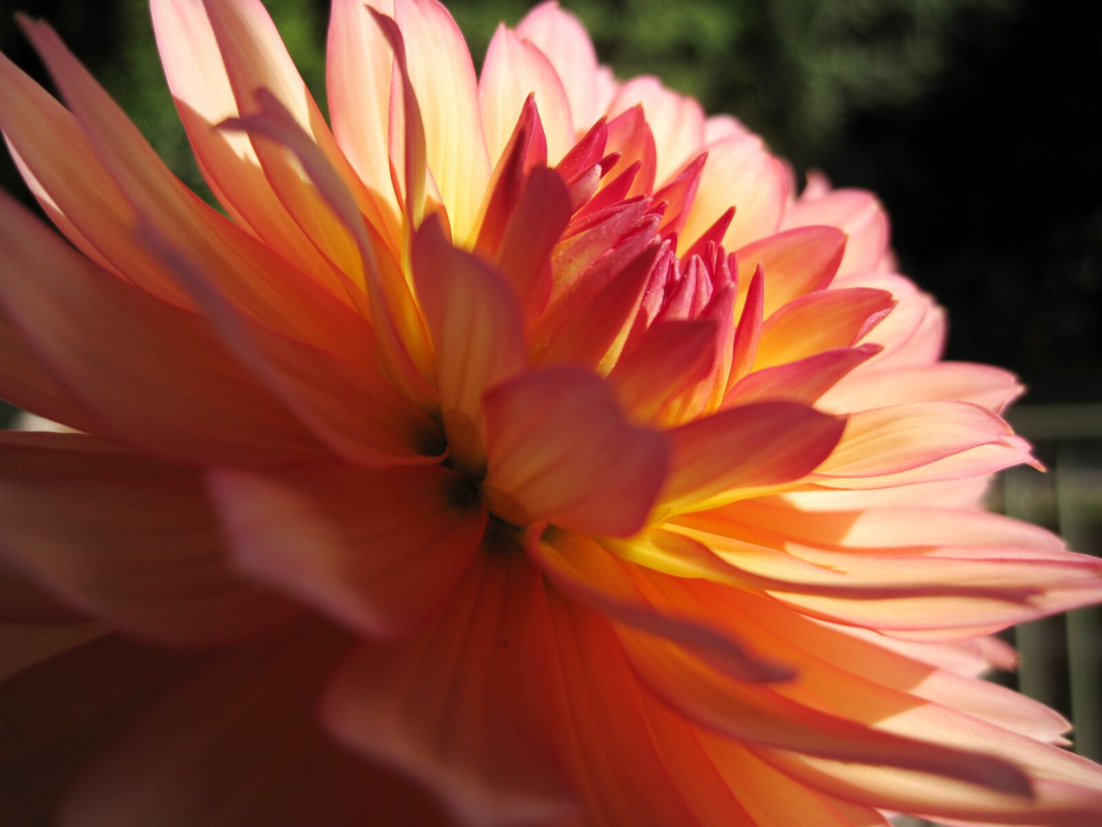 Canon DIGITAL IXUS 960 IS sample photo. Sun, dalia, flower photography
