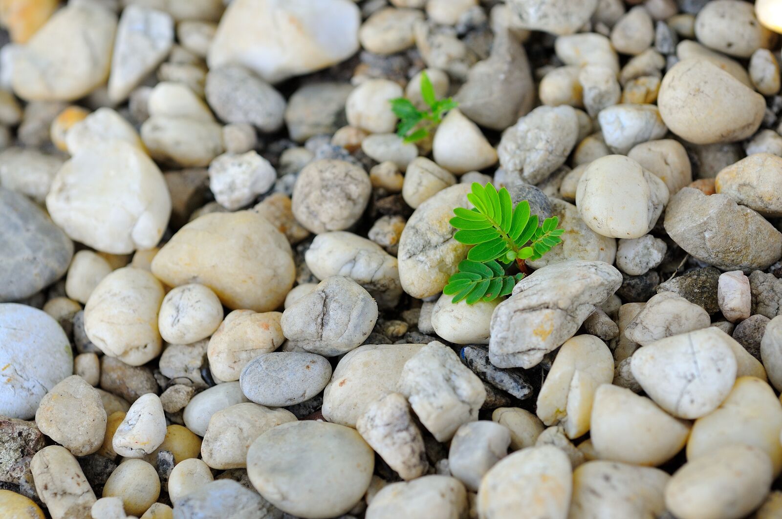 Nikon D300S sample photo. Plants, nature, vitality photography