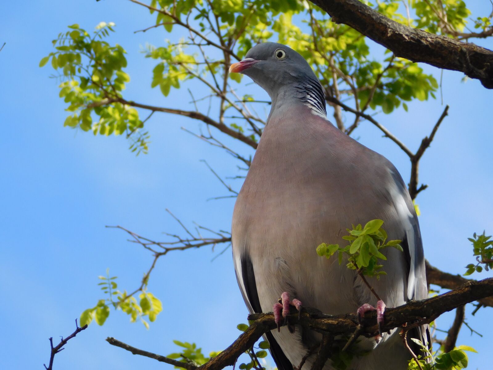 Nikon Coolpix L840 sample photo. Dove, on the branch photography