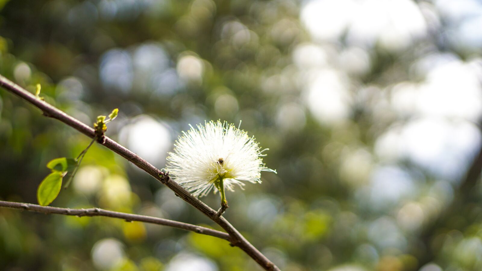 E 50mm F1.8 OSS sample photo. Branch, flower, tree photography
