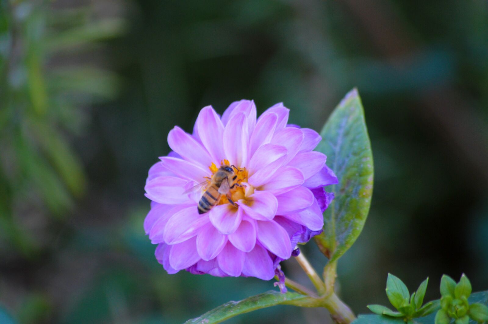 Nikon D3200 sample photo. Flower, bee, purple photography