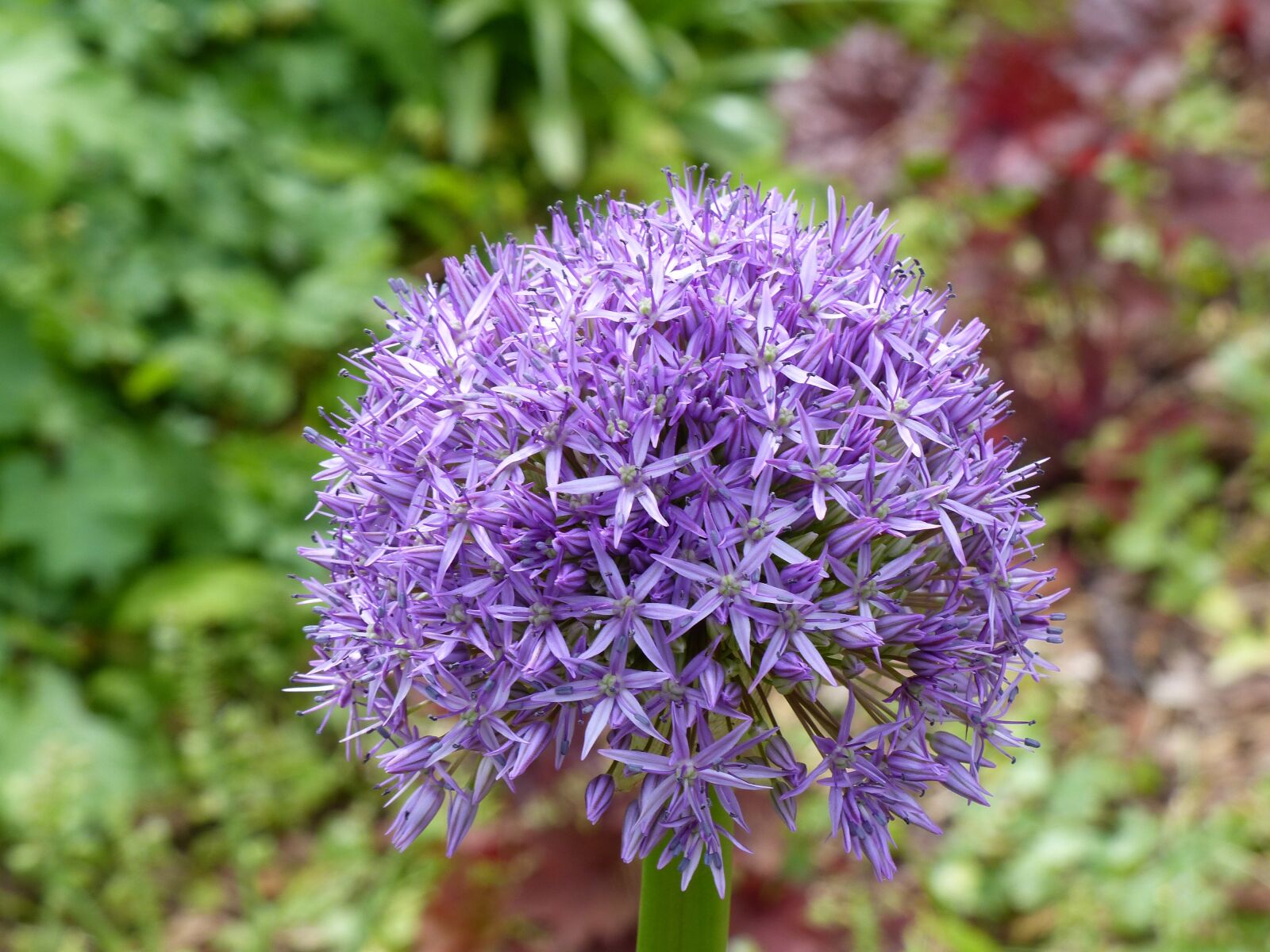 Panasonic Lumix DMC-FZ200 sample photo. Spring, ornamental onion, flower photography