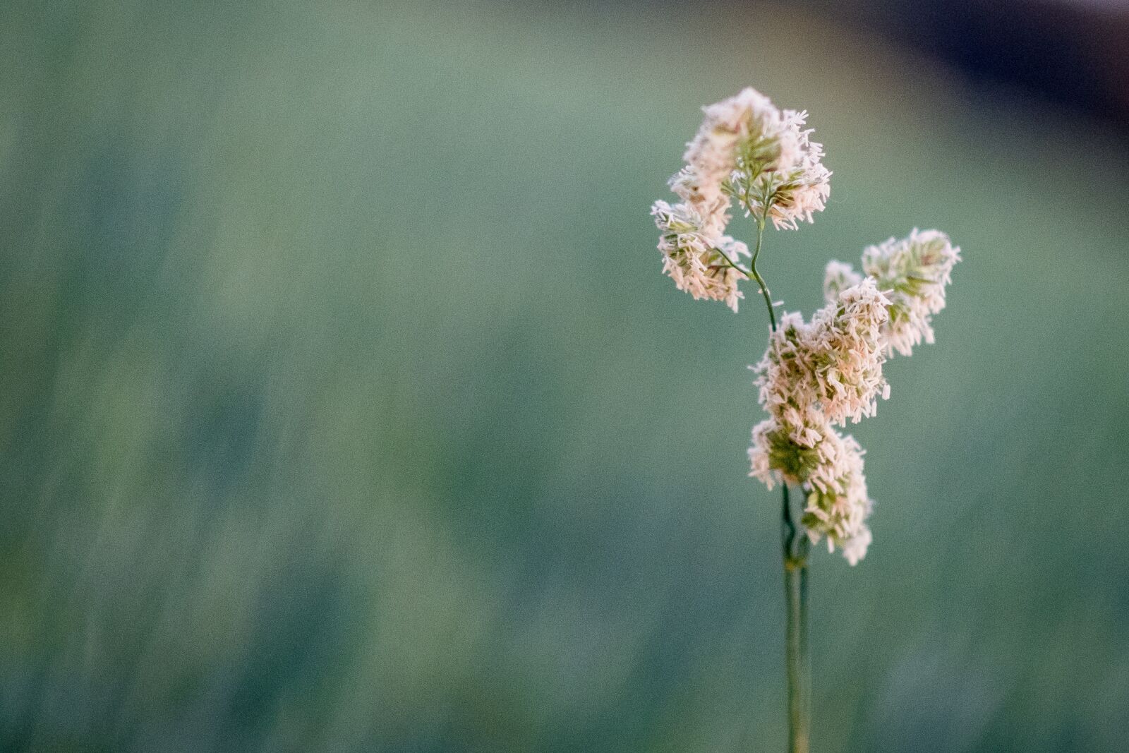Fujifilm X-T2 + Fujifilm XF 56mm F1.2 R sample photo. Grass, grasses, bud photography