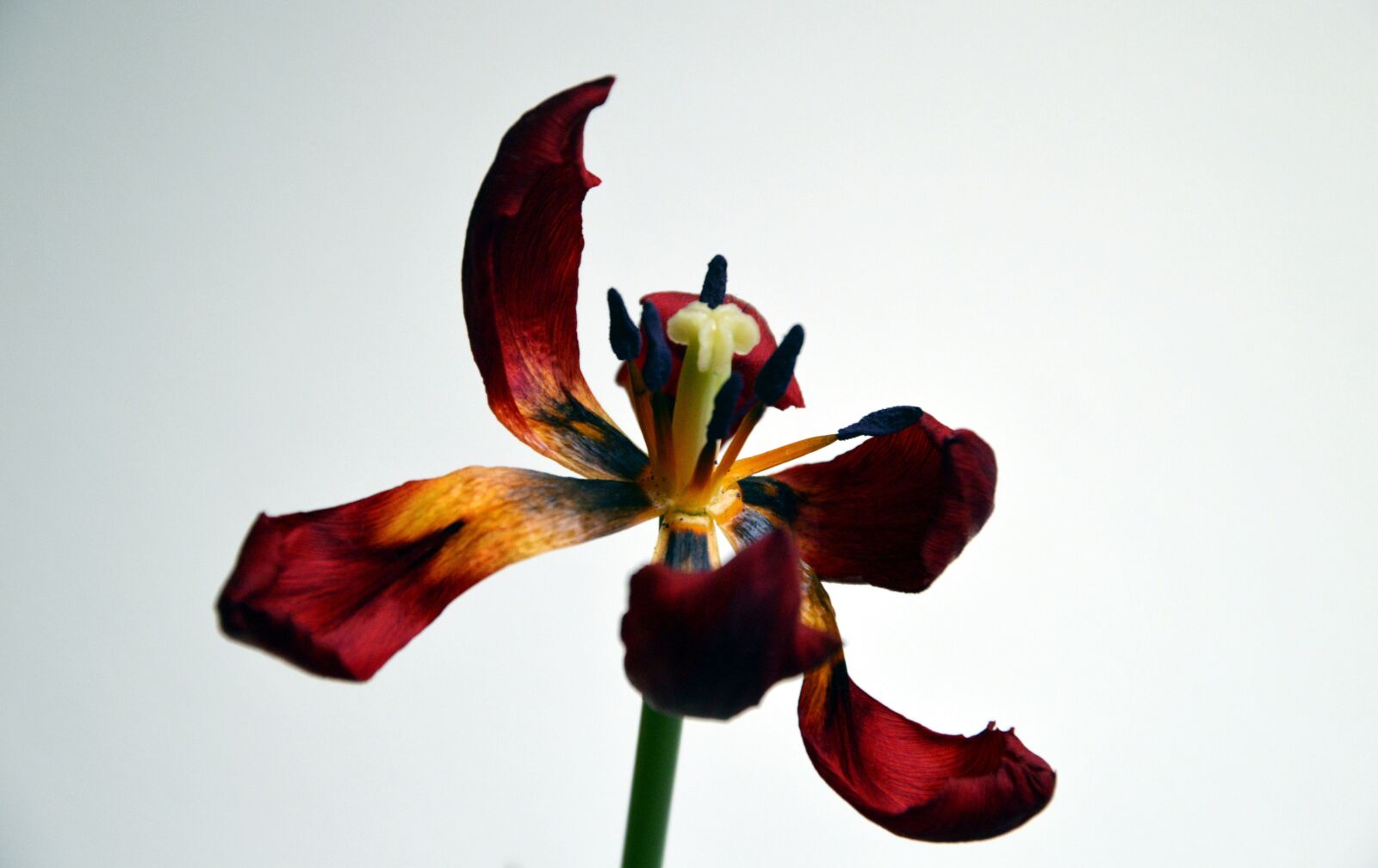 Nikon D3200 sample photo. Flower, nature, tulip photography