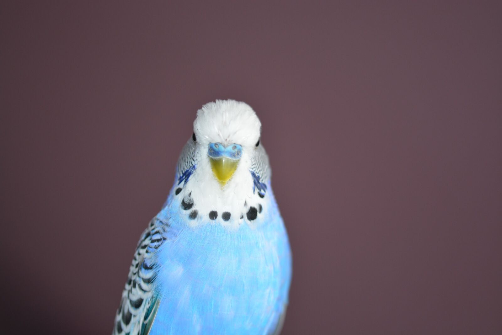 Nikon D5200 sample photo. Budgie, blue, bird photography