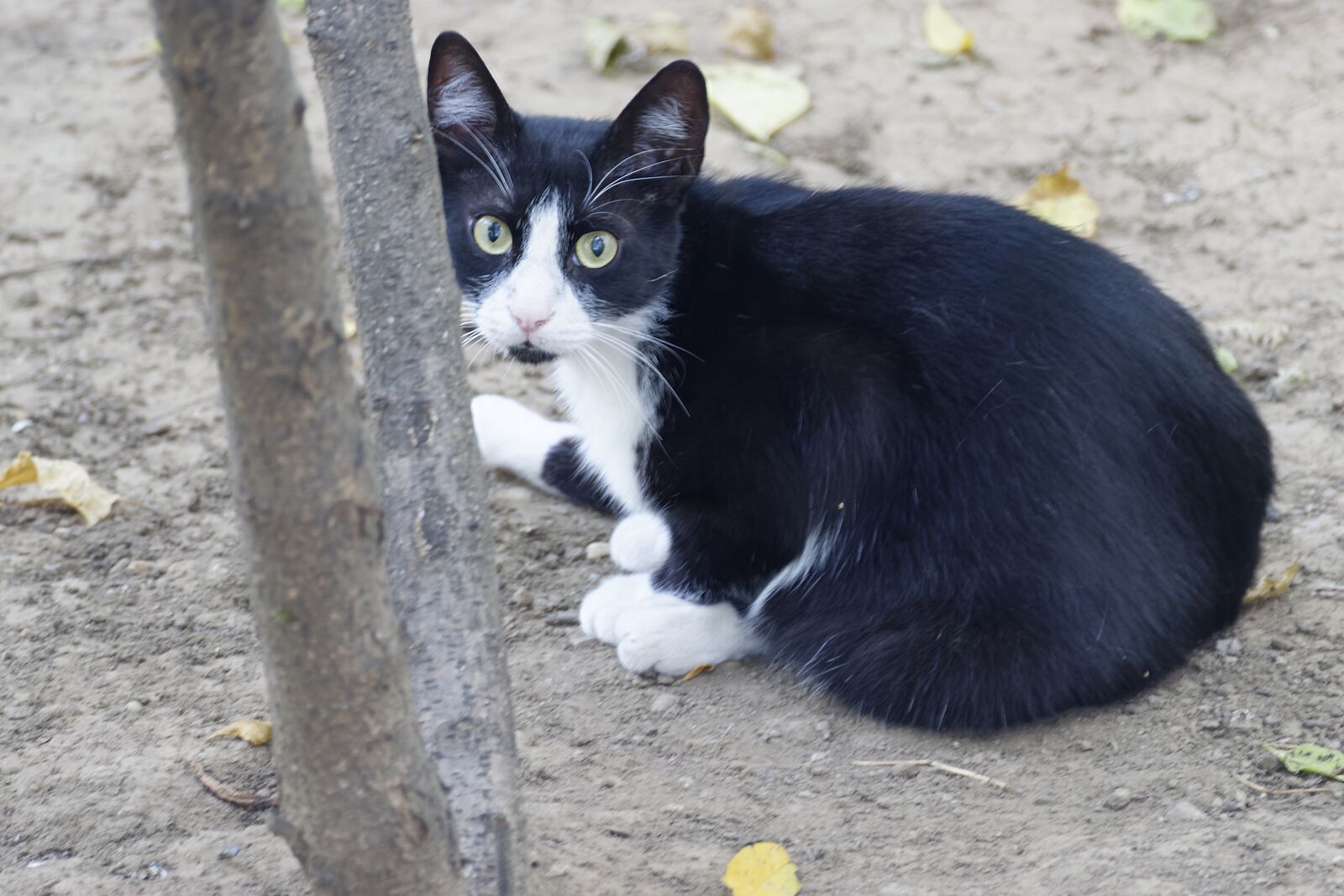 Nikon D5300 sample photo. Cat, tomcat, fur photography