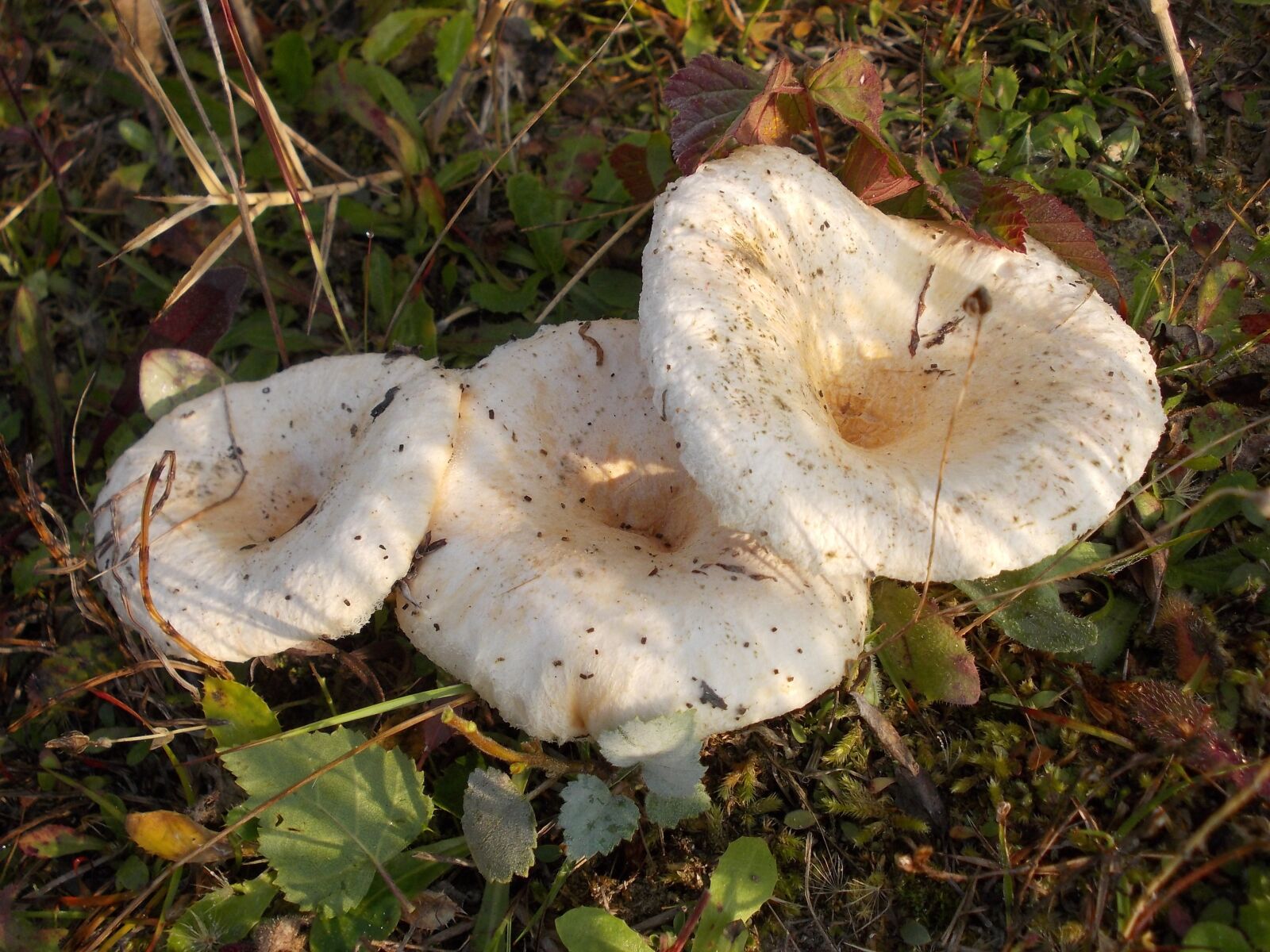 Nikon COOLPIX L25 sample photo. Fungus, poisonous mushroom, lactarius photography