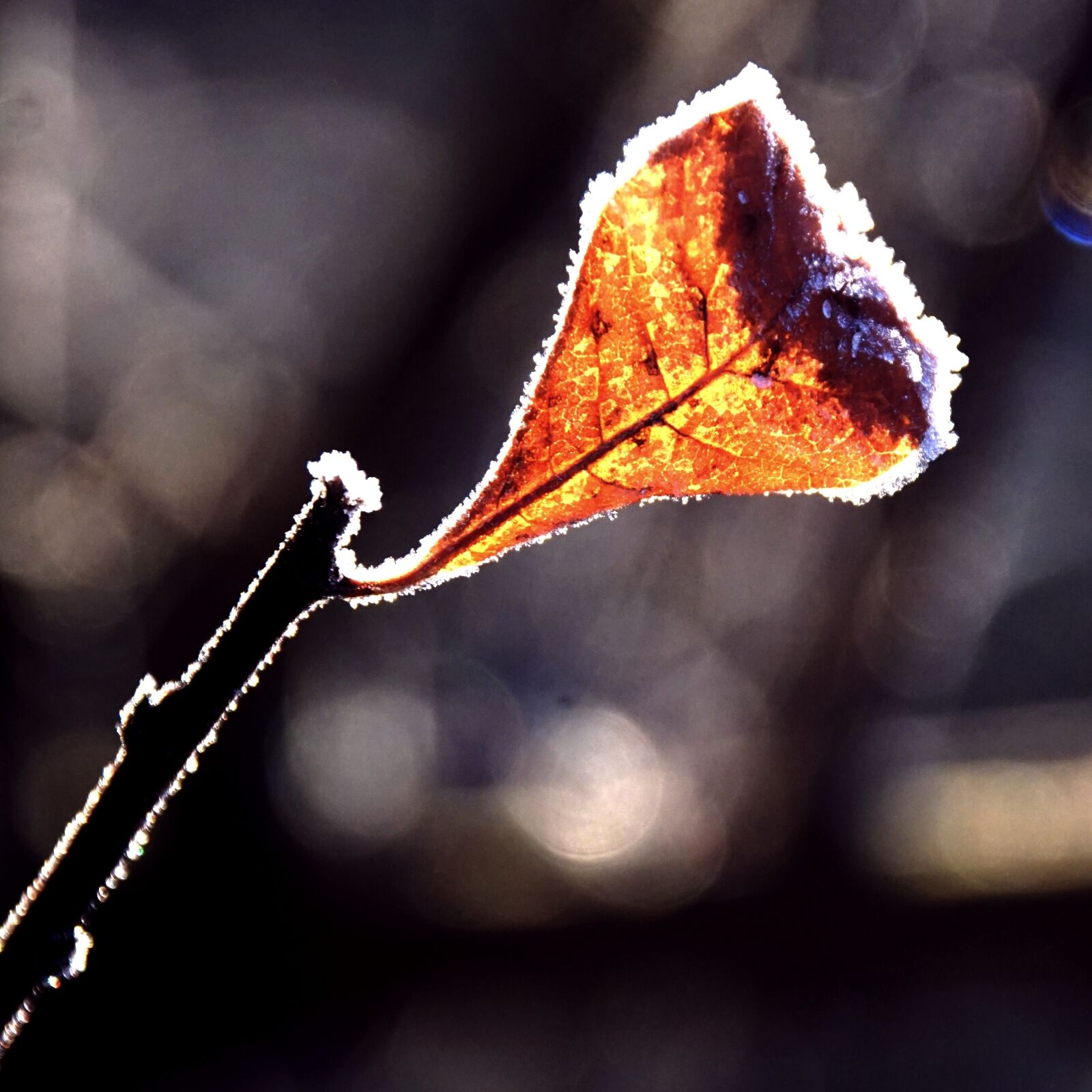 Sony ILCA-77M2 sample photo. Leaf, frost, backlighting photography