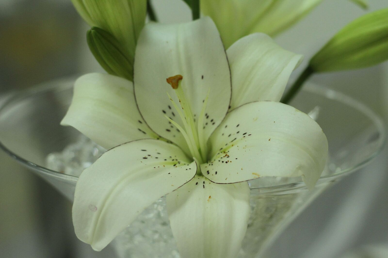 Canon EF 50mm F1.8 II sample photo. Lily, flower, white, nature photography