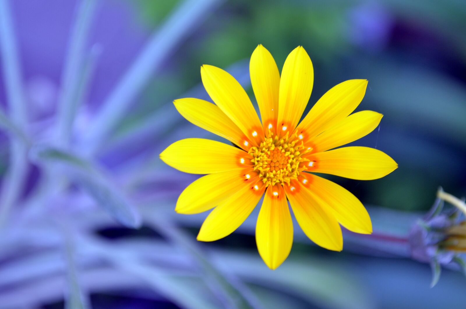 Nikon D5100 sample photo. Flower, yellow, garden photography