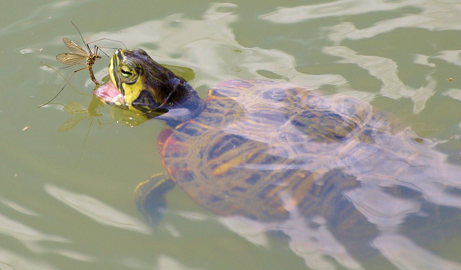 Pentax K-x sample photo. Turtle, eats, perhaps photography