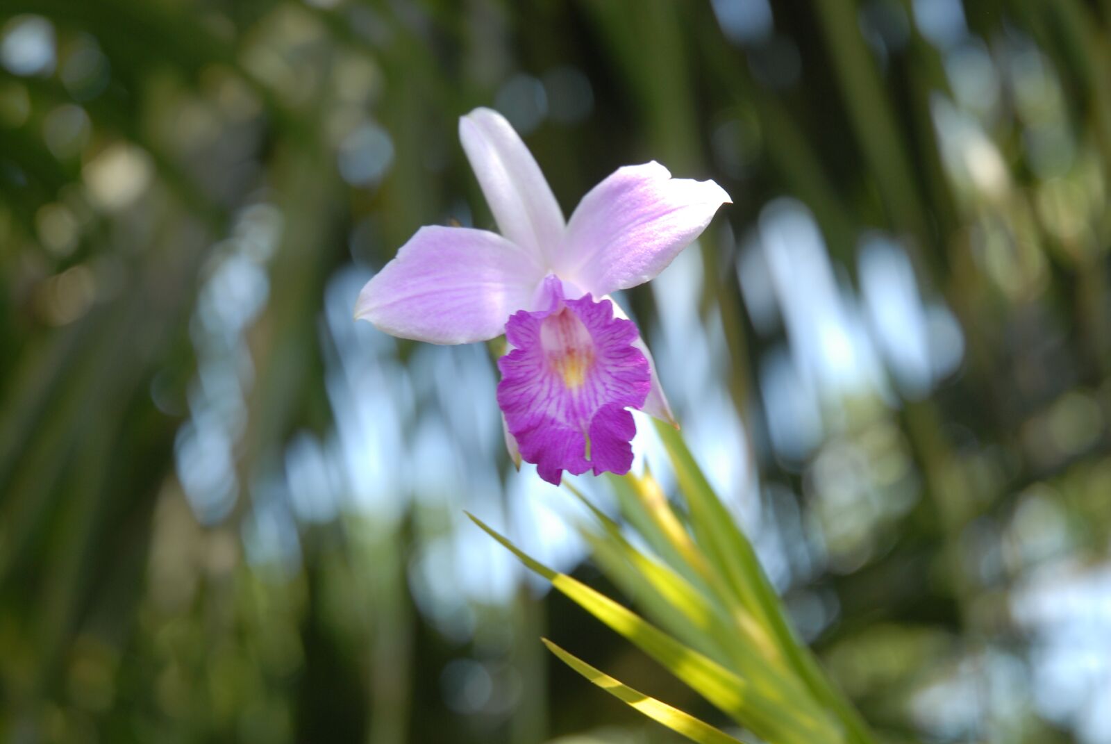 Nikon D200 sample photo. Flower, garden, lily photography