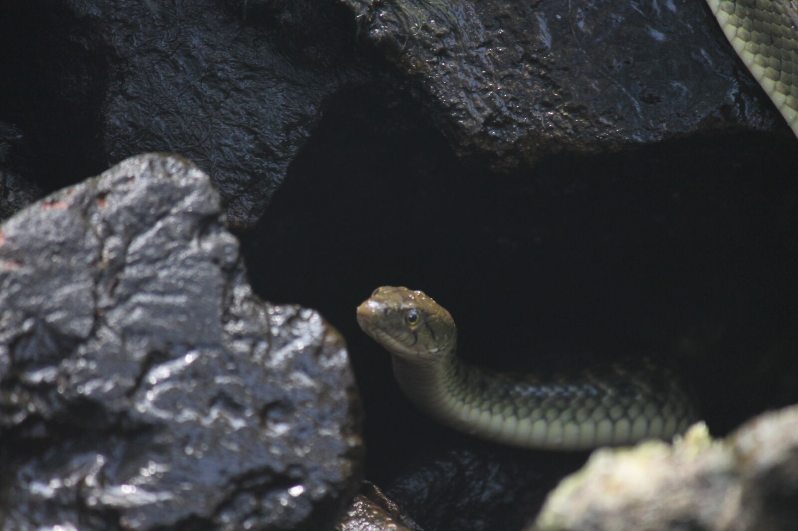 Canon EF-S 55-250mm F4-5.6 IS sample photo. Gray, snake, on, black photography