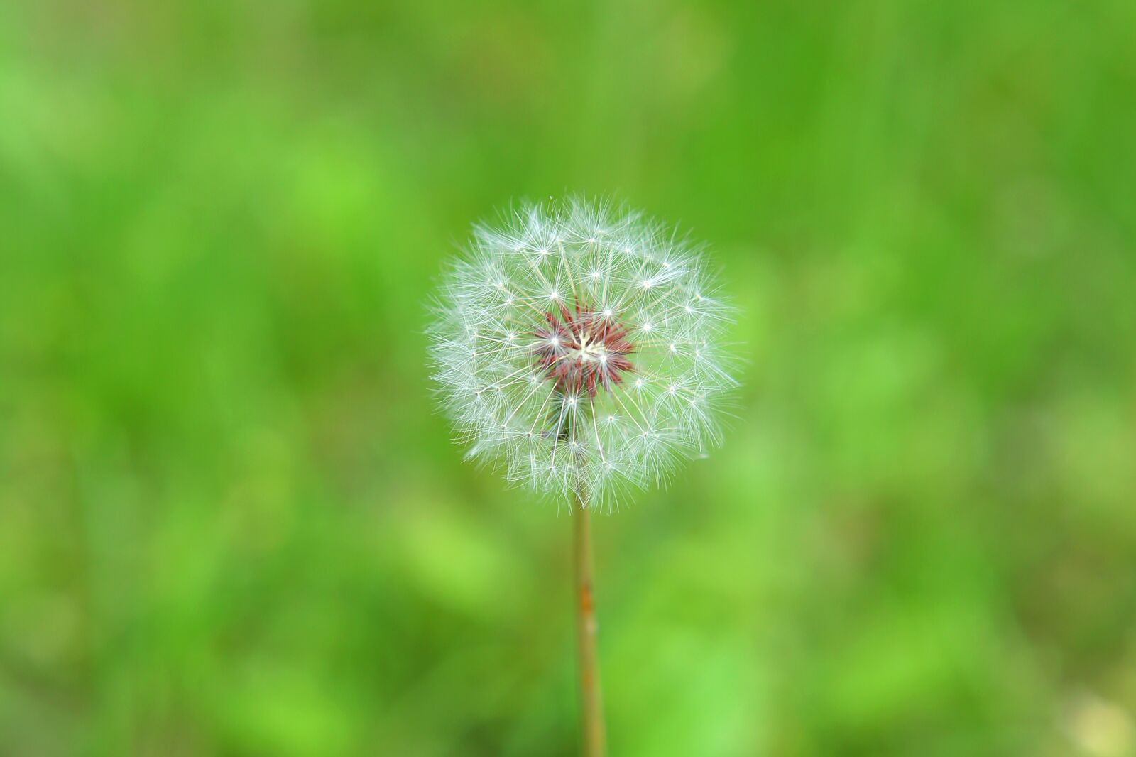 Canon EOS 5D Mark III sample photo. Dandelion, mr hall, garden photography