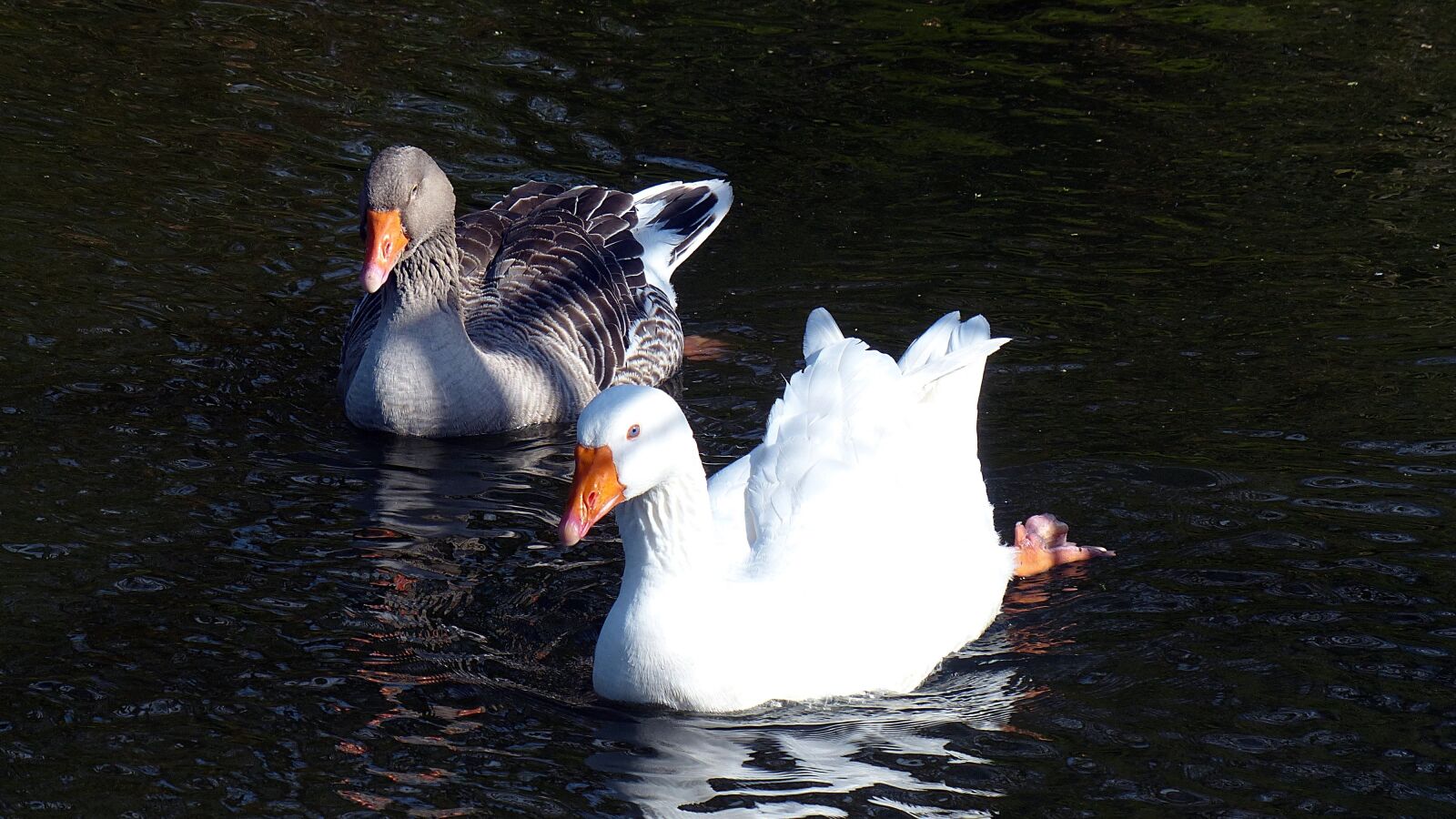 Panasonic Lumix DMC-FZ200 sample photo. Goose, toulouse goose, bird photography