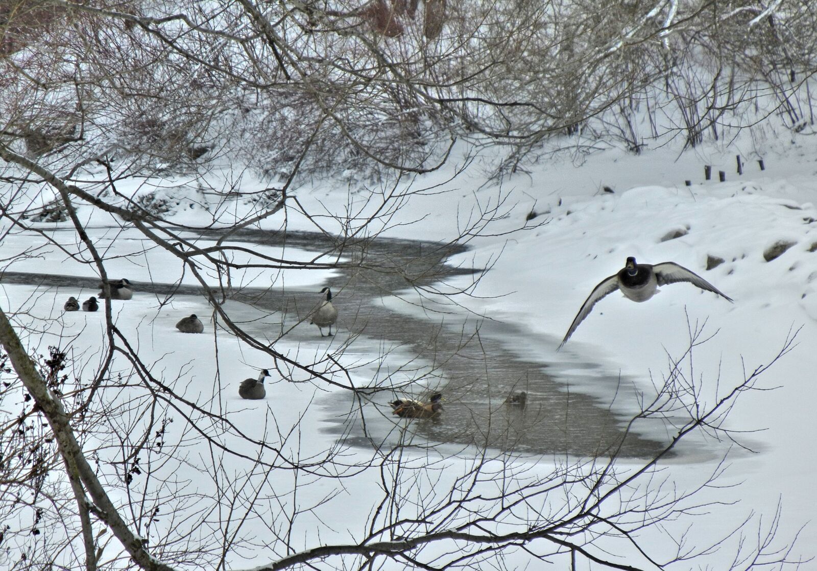Nikon Coolpix S8100 sample photo. Canada geese, winter, canada photography