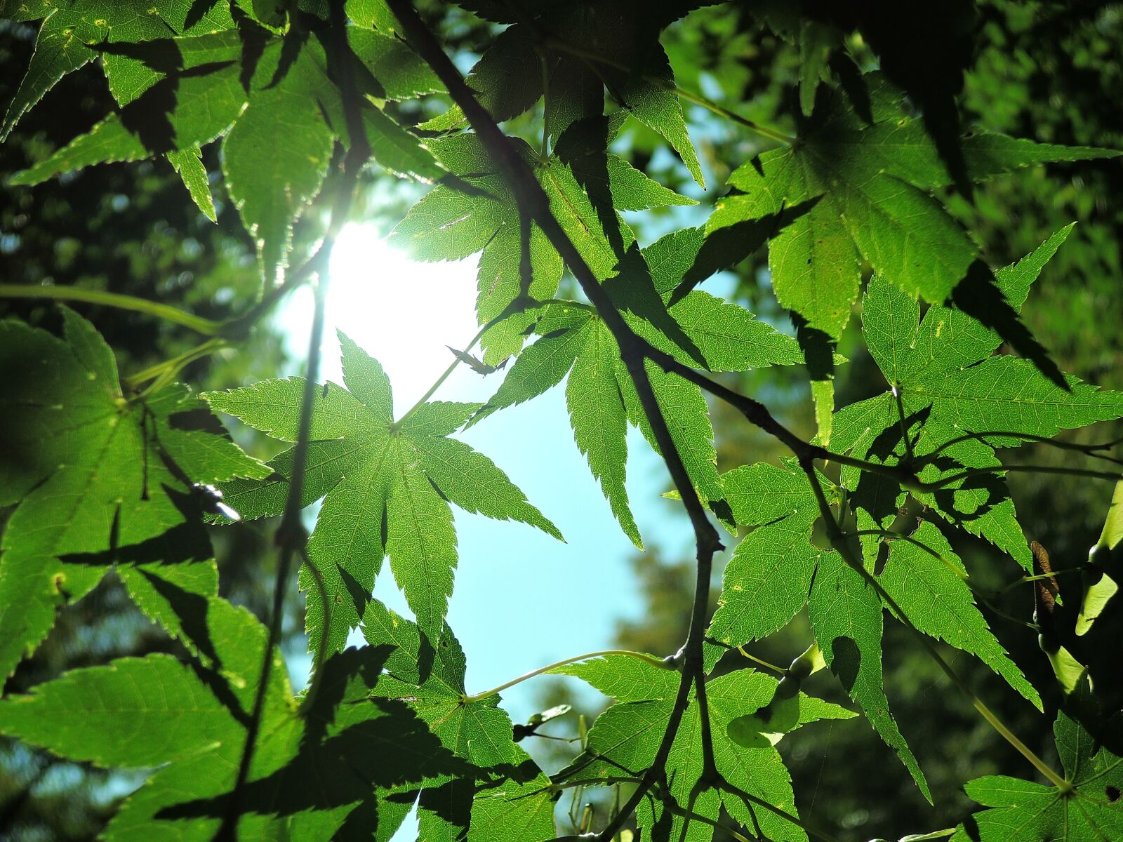 Nikon Coolpix P340 sample photo. Sunbeams, green, landscape photography