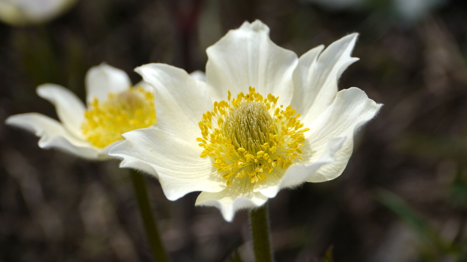 Panasonic Lumix DMC-GH2 sample photo. Anemone alpina, flower, nature photography