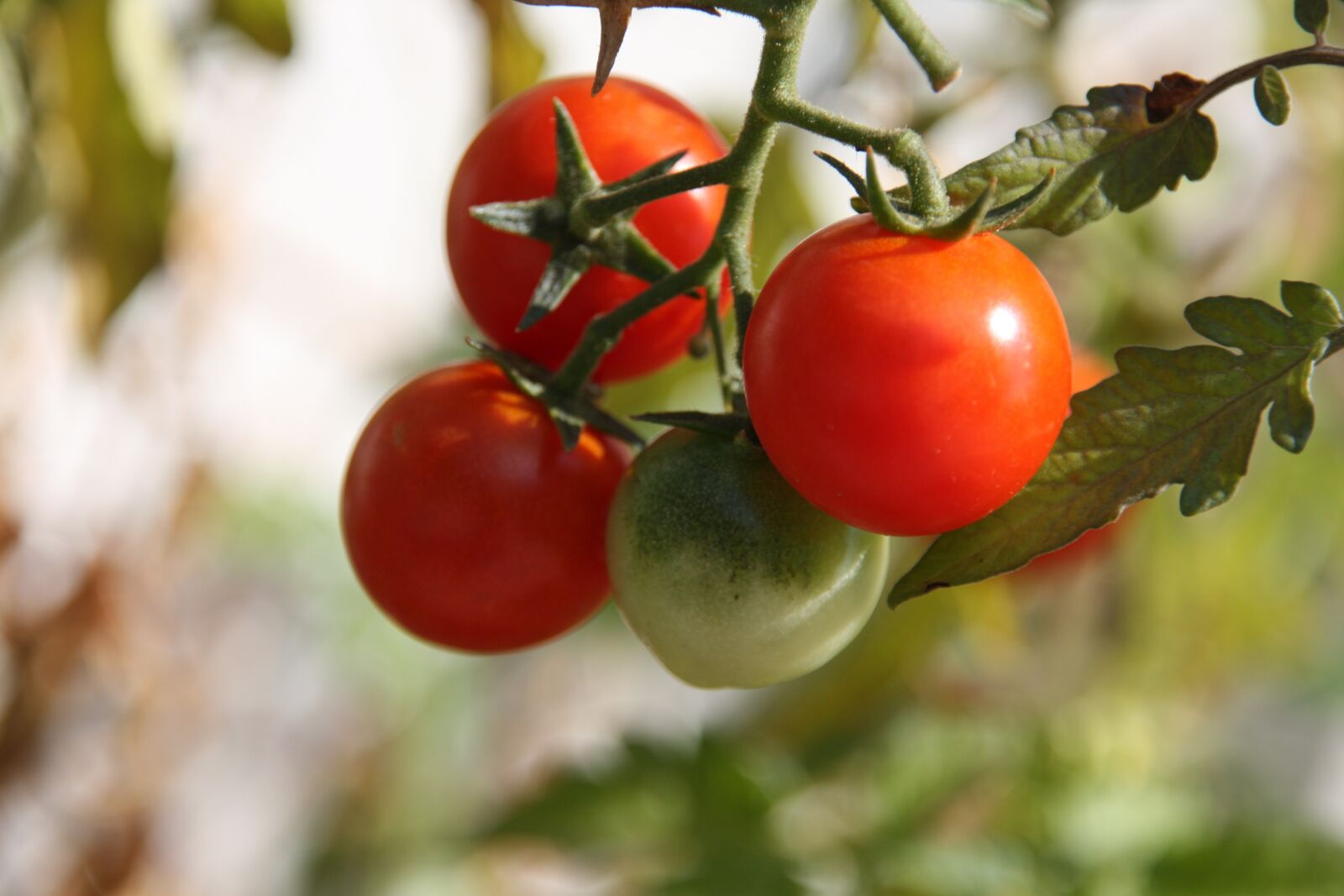 Canon EOS 450D (EOS Rebel XSi / EOS Kiss X2) sample photo. Tomato, tomatoes, own tomatoes photography