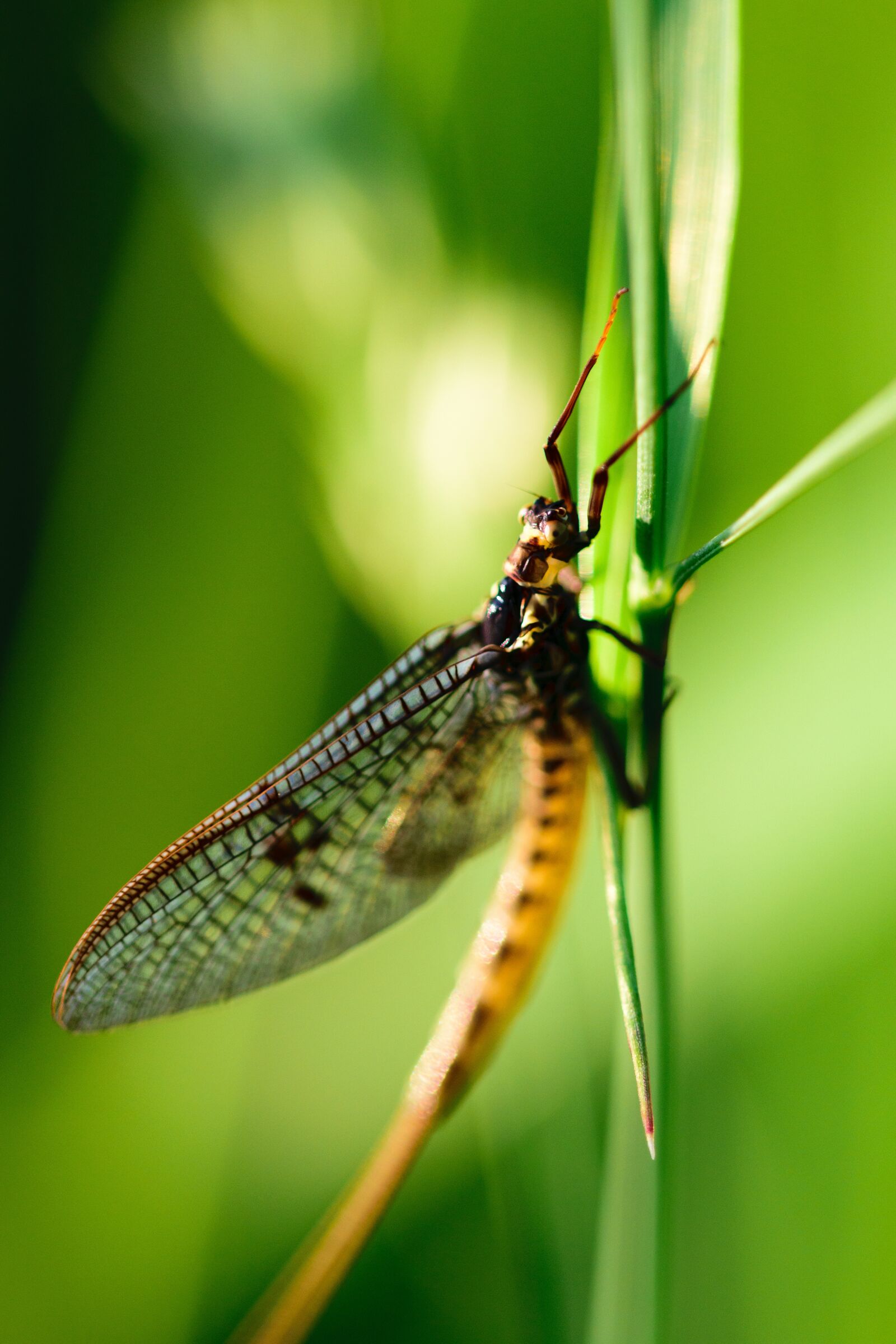 Nikon D5300 sample photo. Insect, dragonfly, macro photography