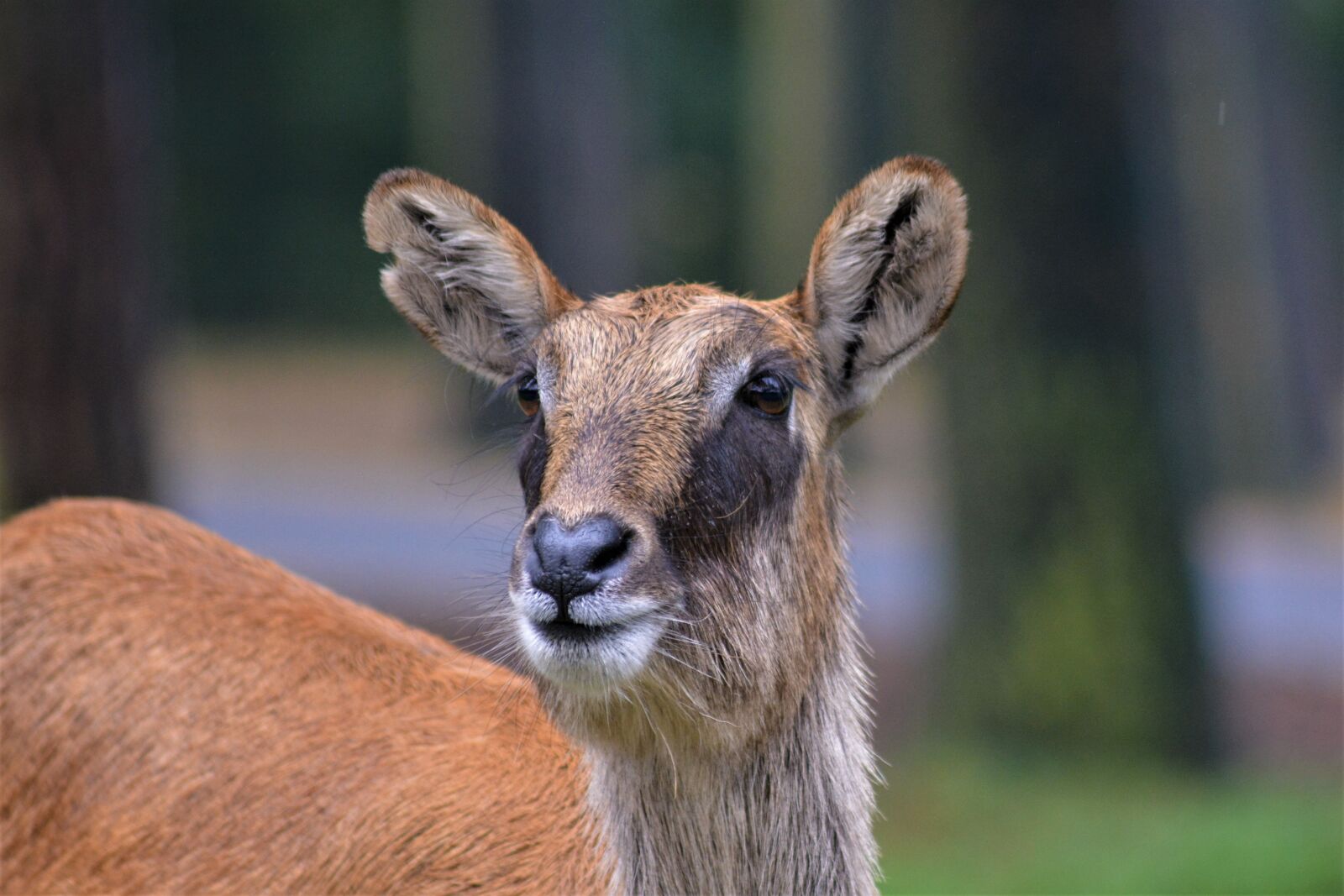 Nikon D5200 sample photo. Waterbuck, ellipses water bock photography