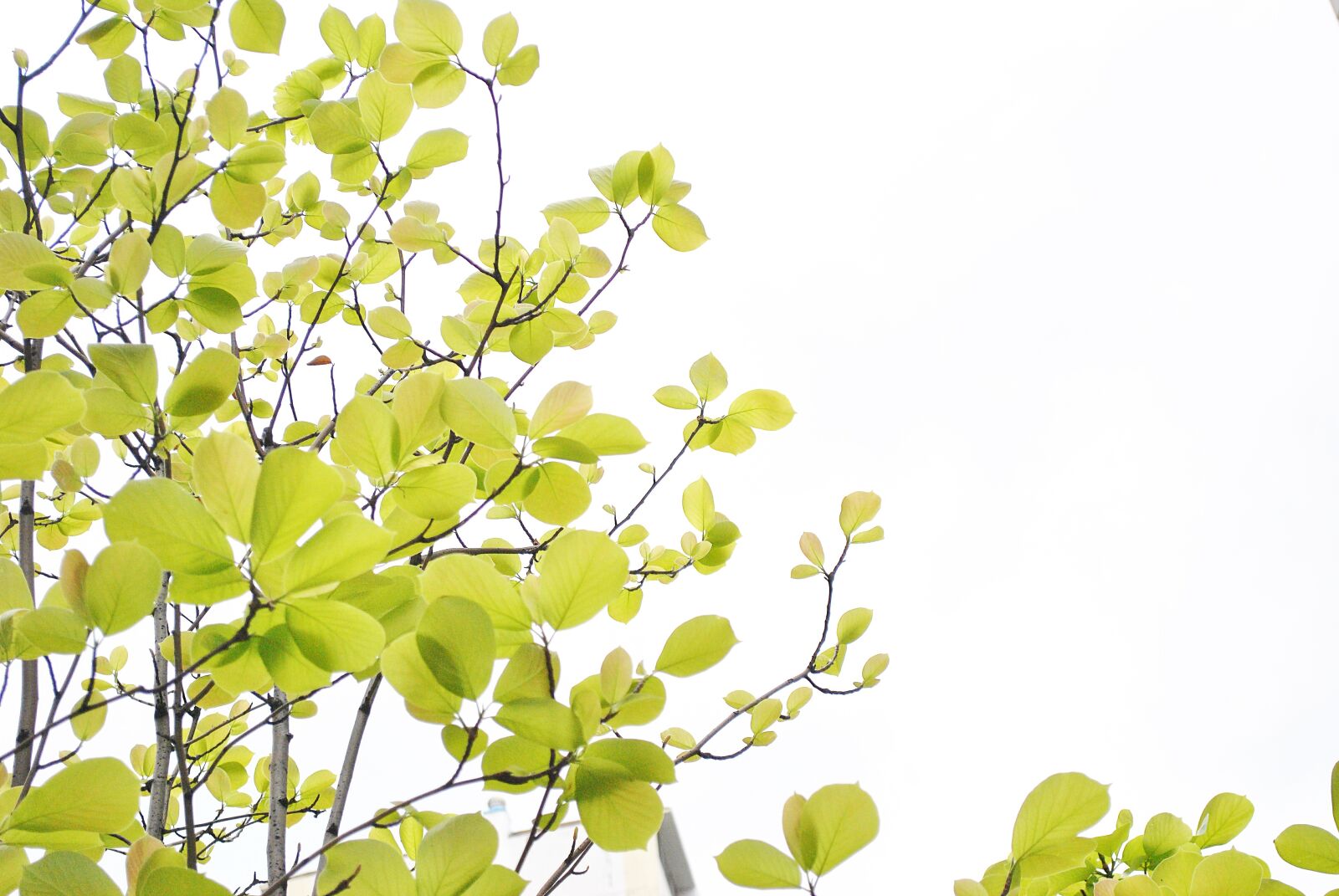 Nikon D3000 sample photo. This safari, wood, green photography