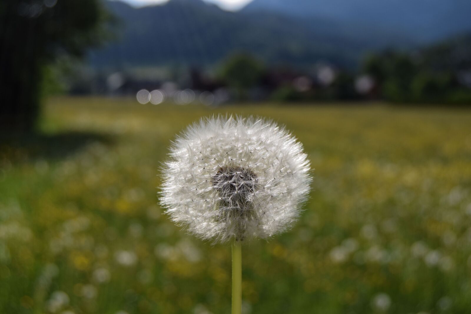 Nikon D3300 sample photo. Flower, meadow, mountains photography