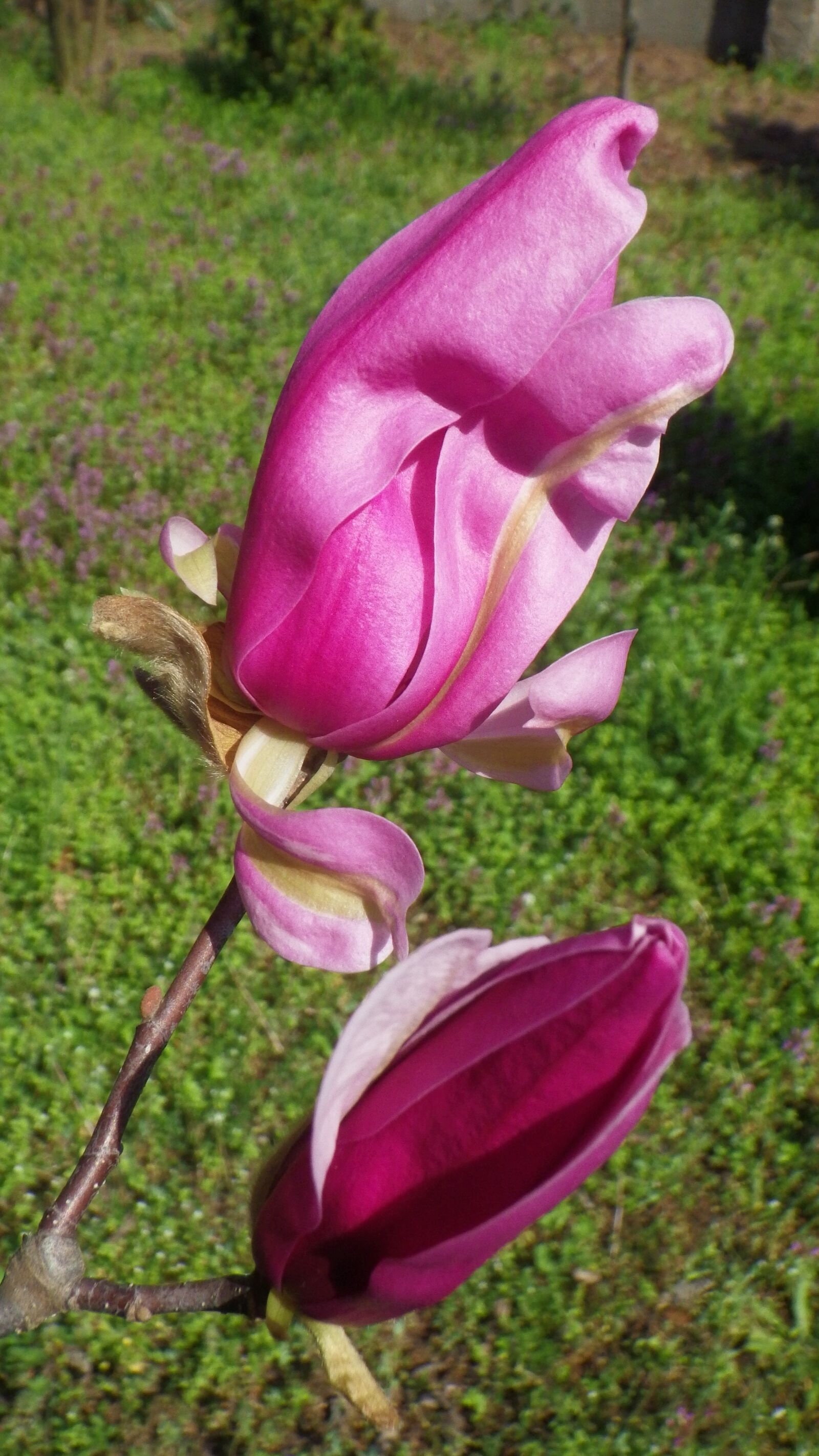 Pentax Optio WG-2 sample photo. Flower, nature, plant photography
