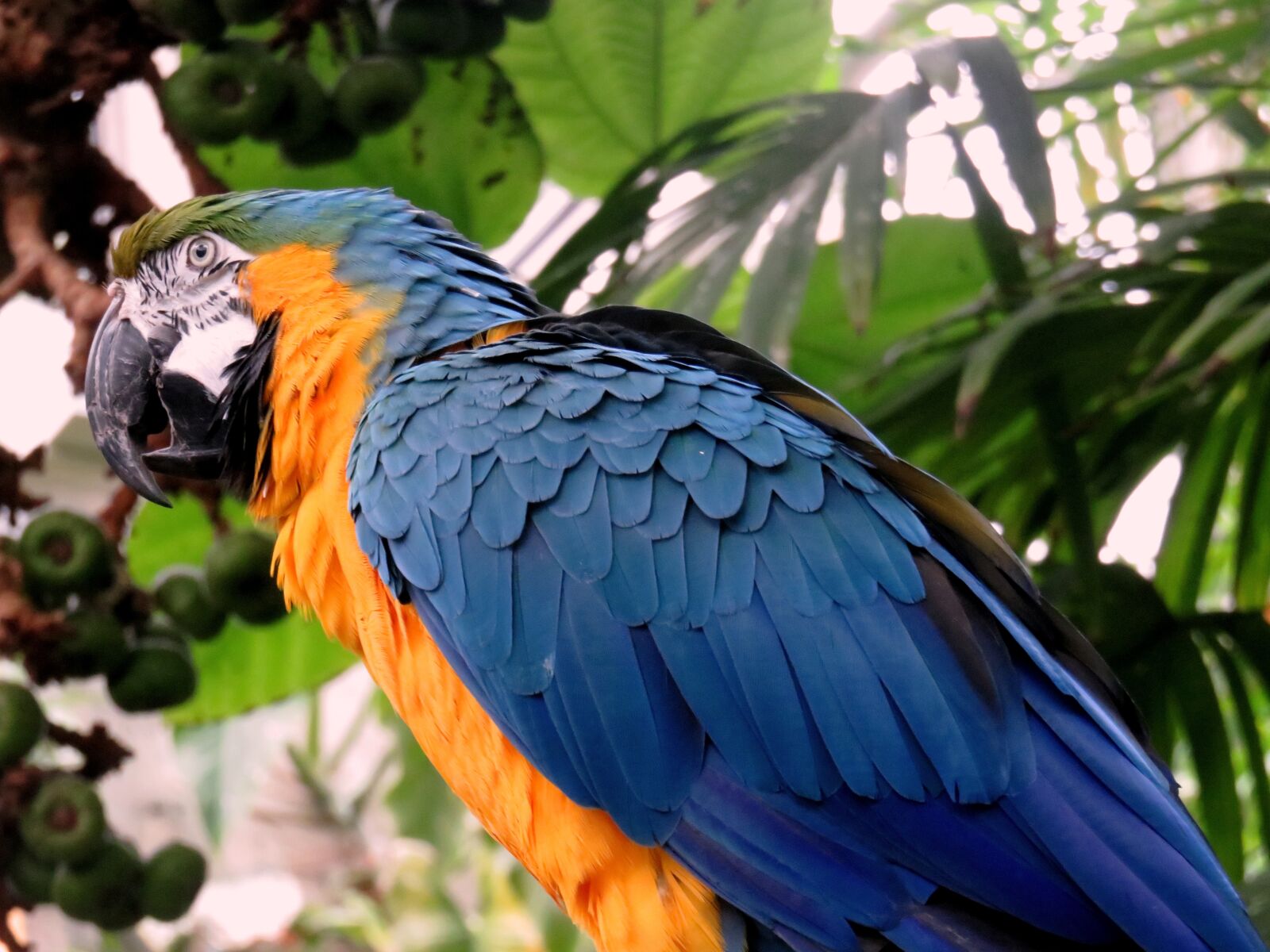 Canon PowerShot SX710 HS sample photo. Parrot, feathers, colorful photography