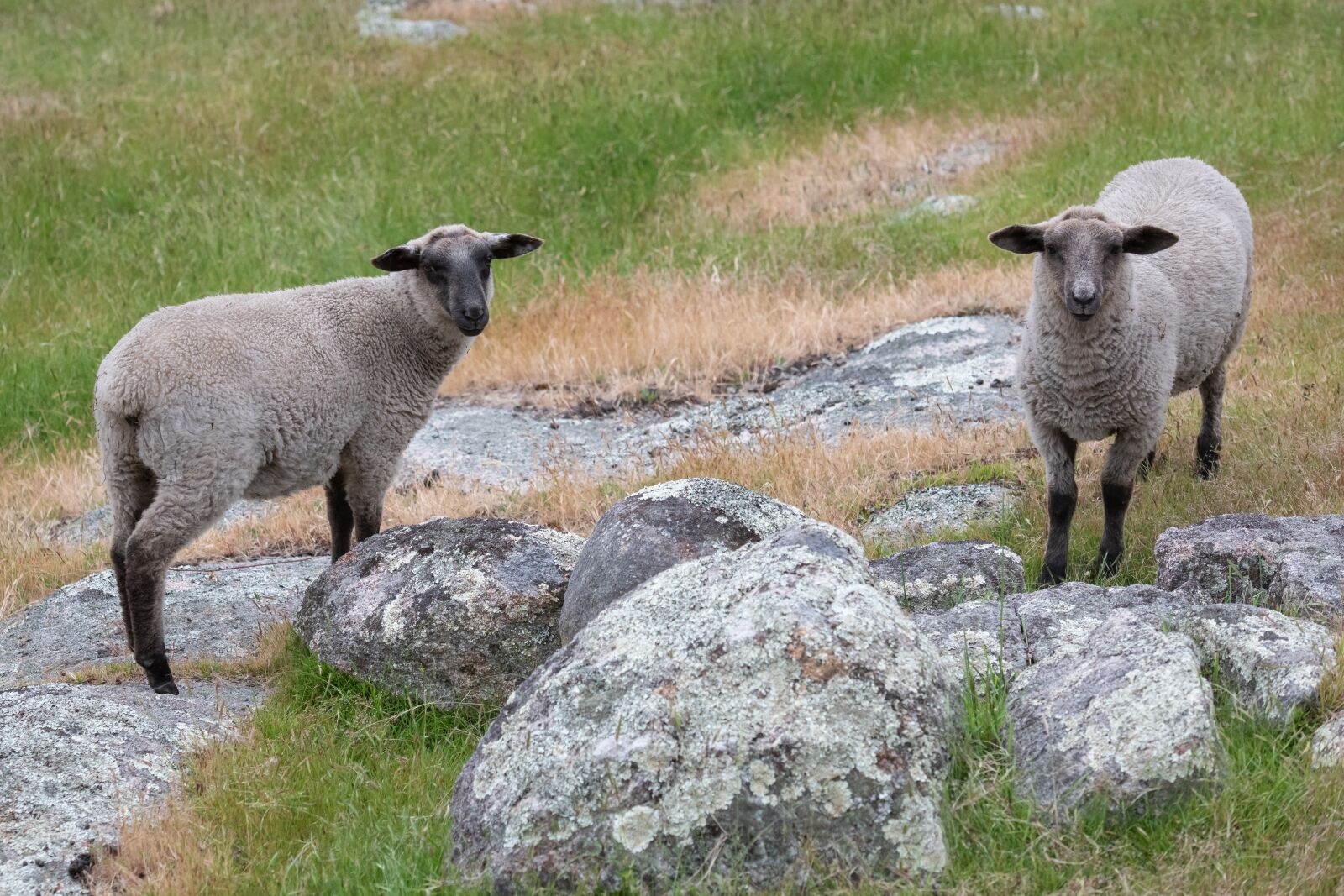 Nikon D850 sample photo. Sheep, suffolk, wool photography