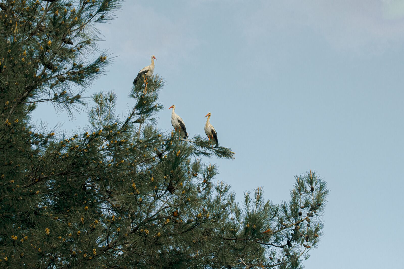 Nikon D3300 sample photo. Stork, pine tree, forest photography