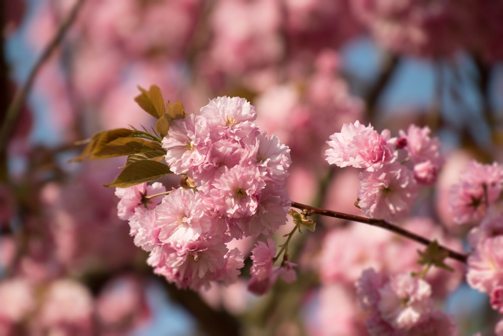 Nikon D3300 sample photo. Flower, cherry wood, branch photography