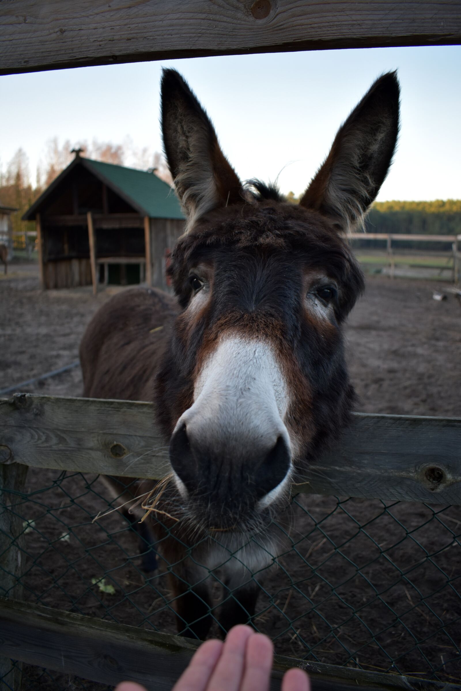 Nikon D3400 sample photo. Donkey, feed, animal photography
