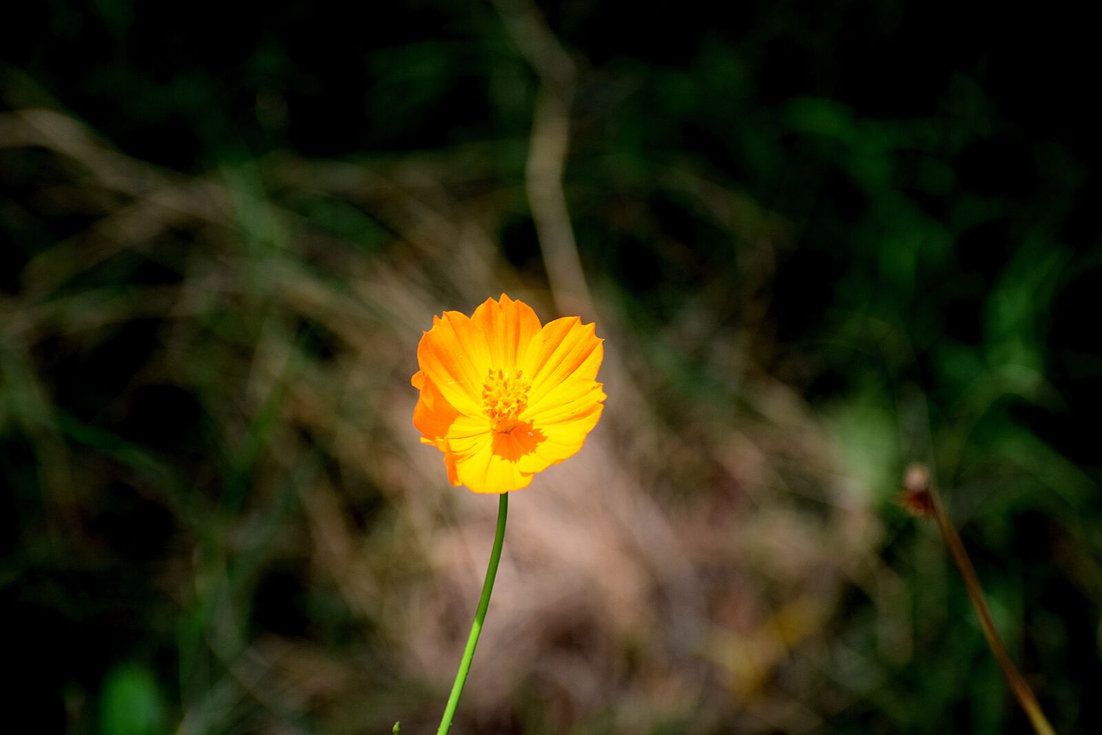 Nikon D3300 sample photo. Nature, flower, yellow photography