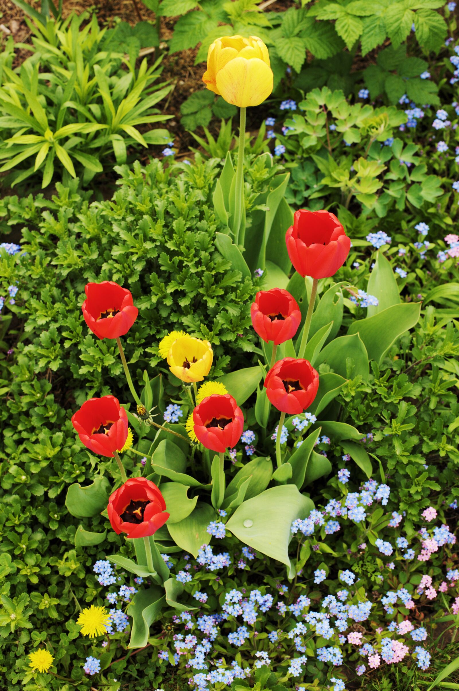 Canon EOS-1Ds Mark III sample photo. Tulips, garden, spring photography