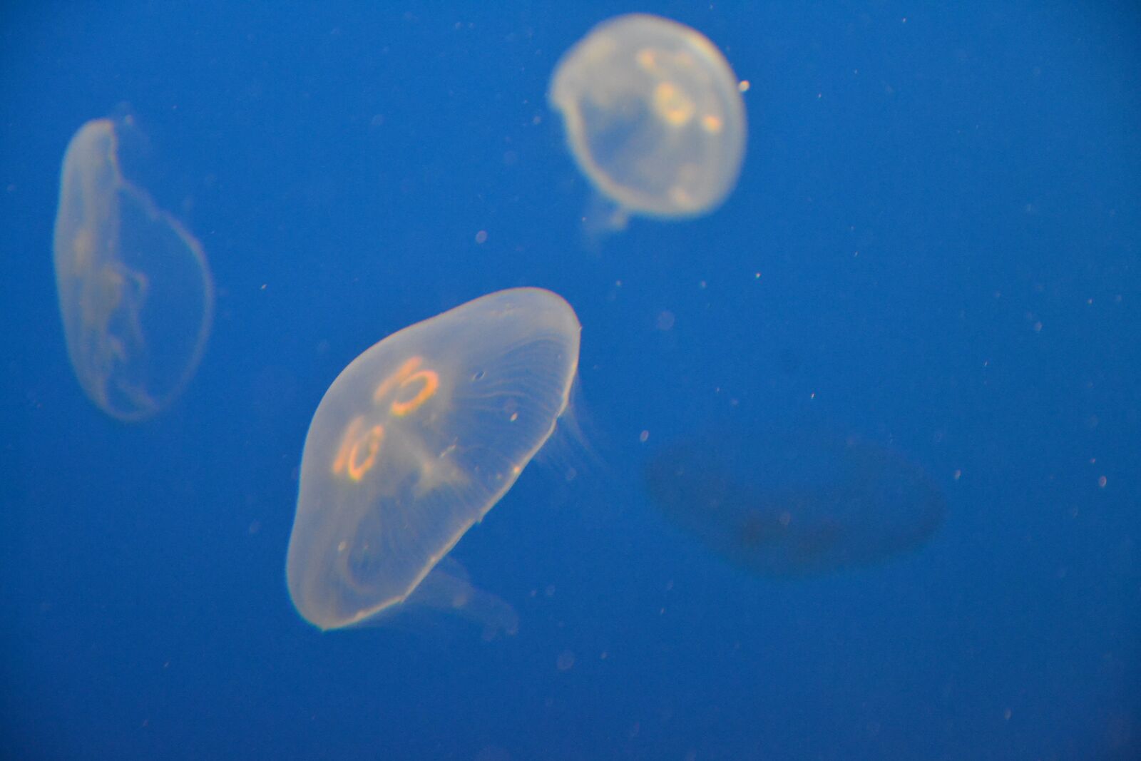 Nikon D3100 sample photo. Sea, shell, seafood photography
