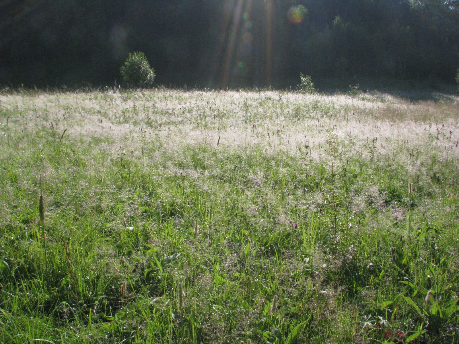 Canon POWERSHOT S5 IS sample photo. Sun, morning, grass photography