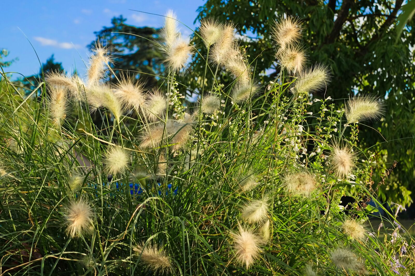 Fujifilm X30 sample photo. Spike plant, herb, natural photography