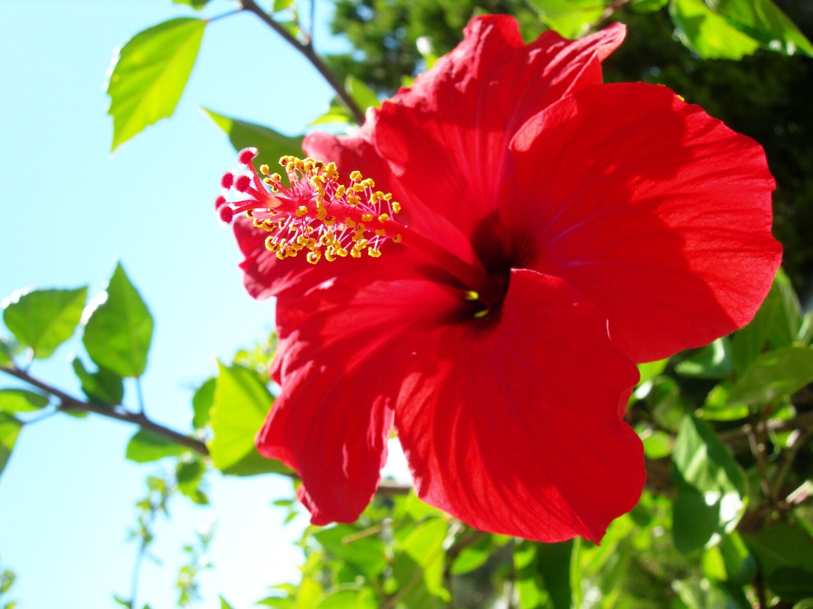 Nikon E7600 sample photo. Red flower, beautiful, beautiful photography