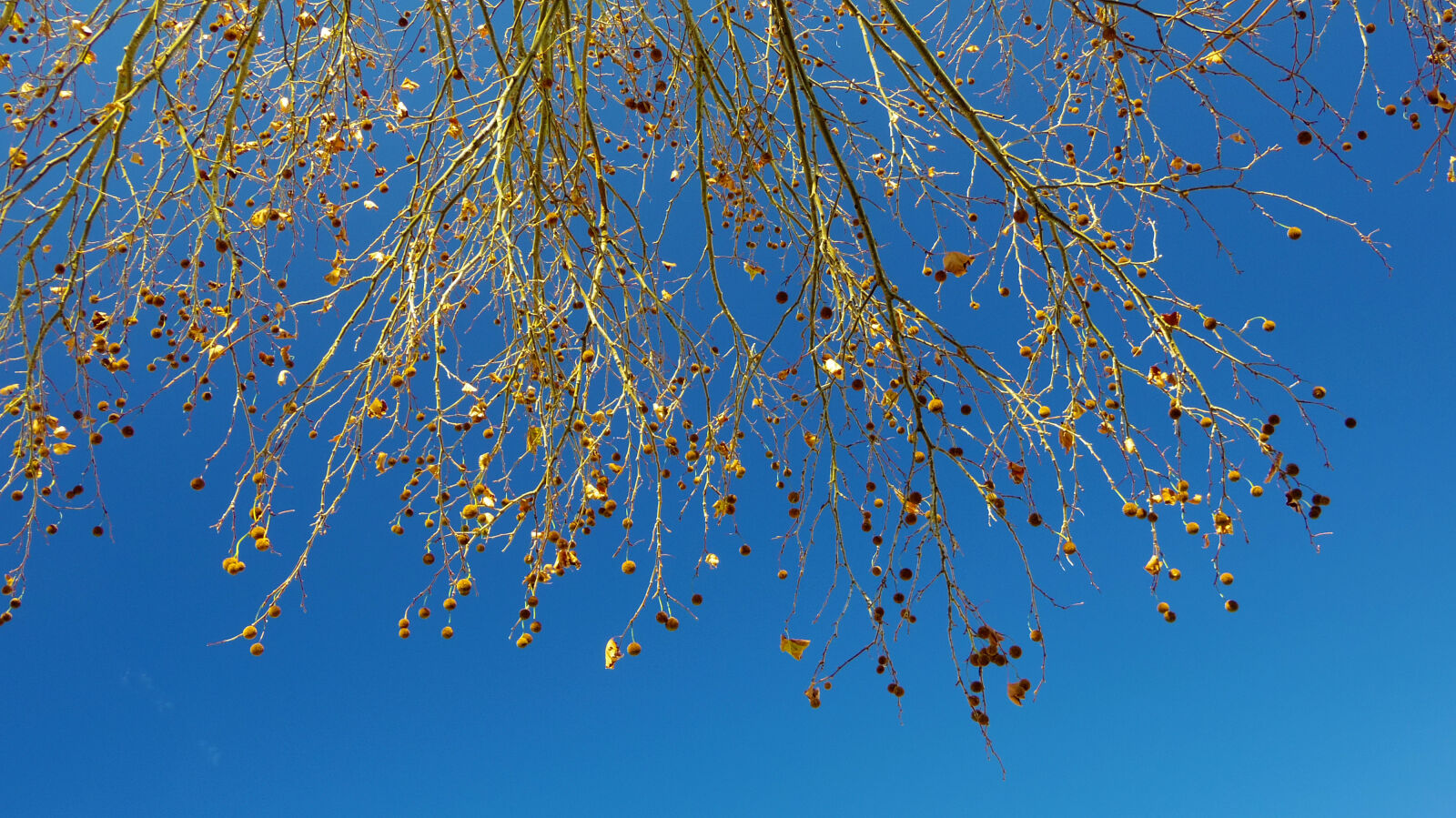 Pentax 02 Standard Zoom sample photo. Platanus photography