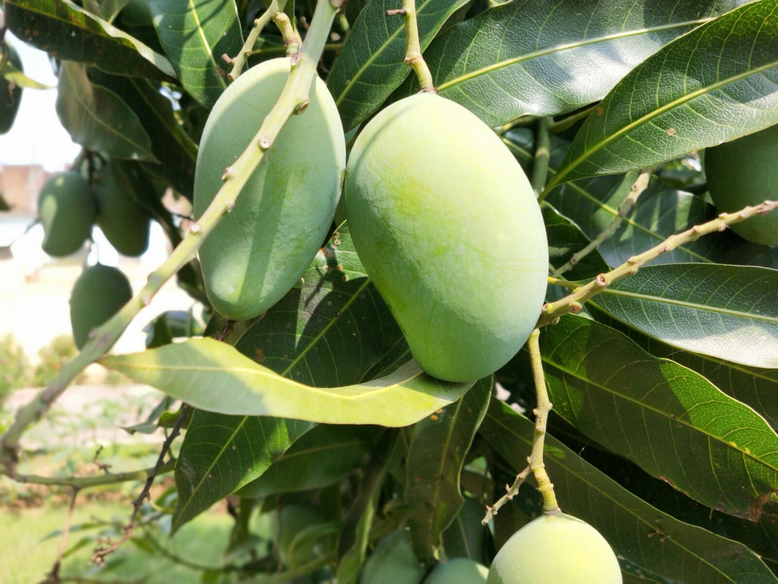 OPPO Realme 2 Pro sample photo. Mangoes, mango, fruit photography