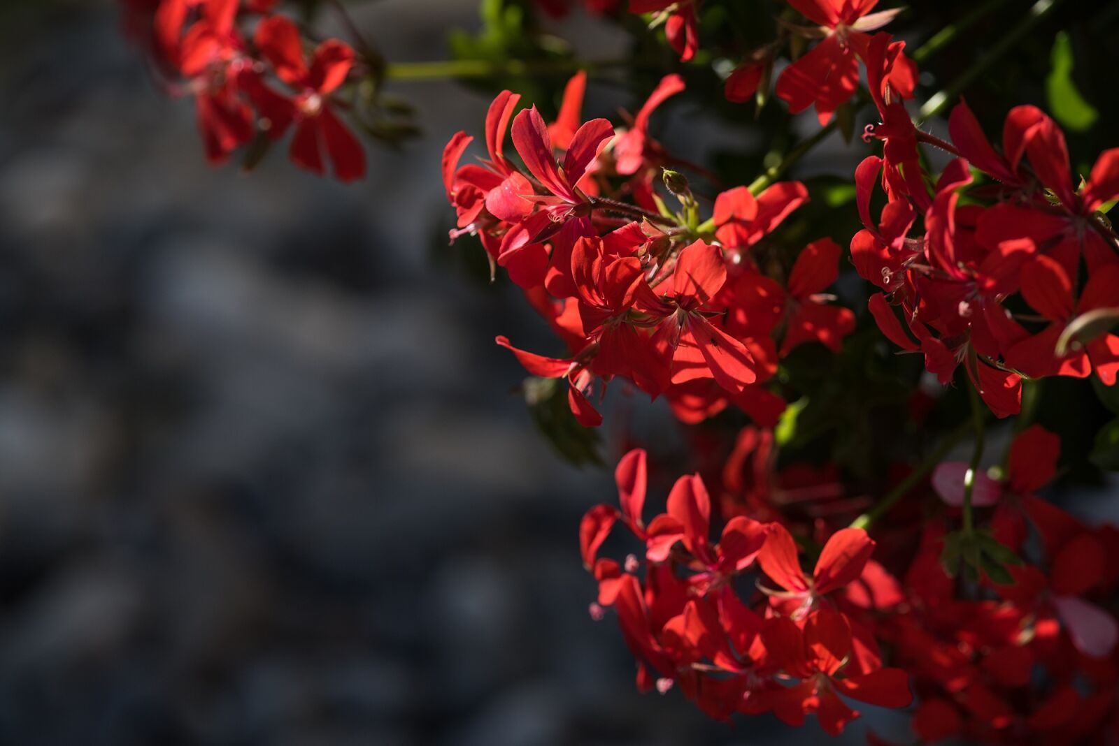 Nikon D750 sample photo. Geranium, pelargoniums, pelargonium photography