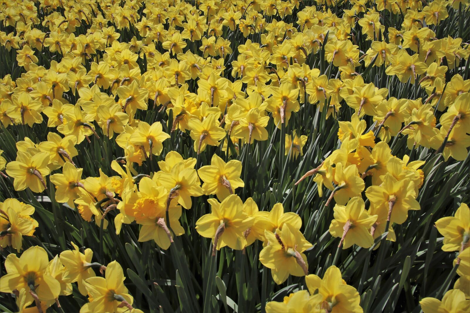 Canon EOS 80D sample photo. Yellow, narcissus, garden photography