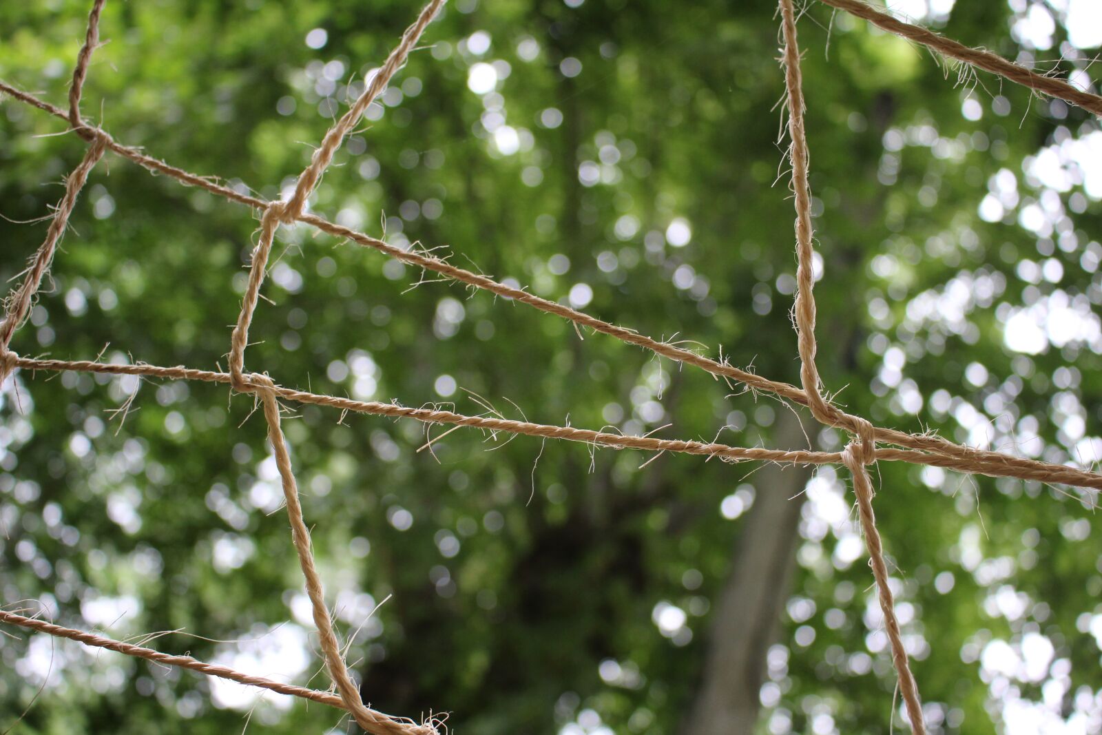 Canon EOS 100D (EOS Rebel SL1 / EOS Kiss X7) sample photo. Tree, rope, sky photography
