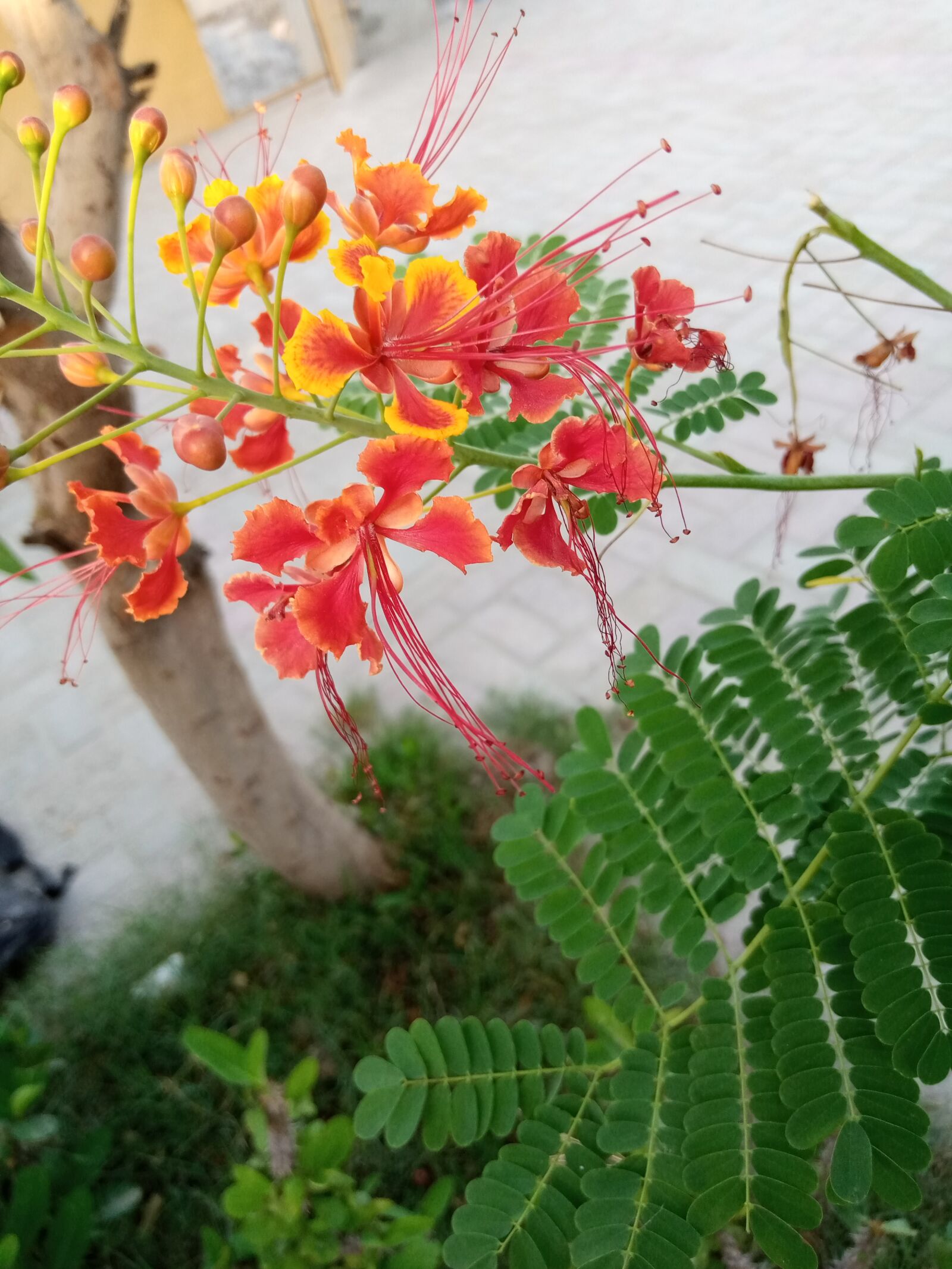 INFINIX MOBILITY LIMITED Infinix X650C sample photo. Red rose, natural, blooming photography